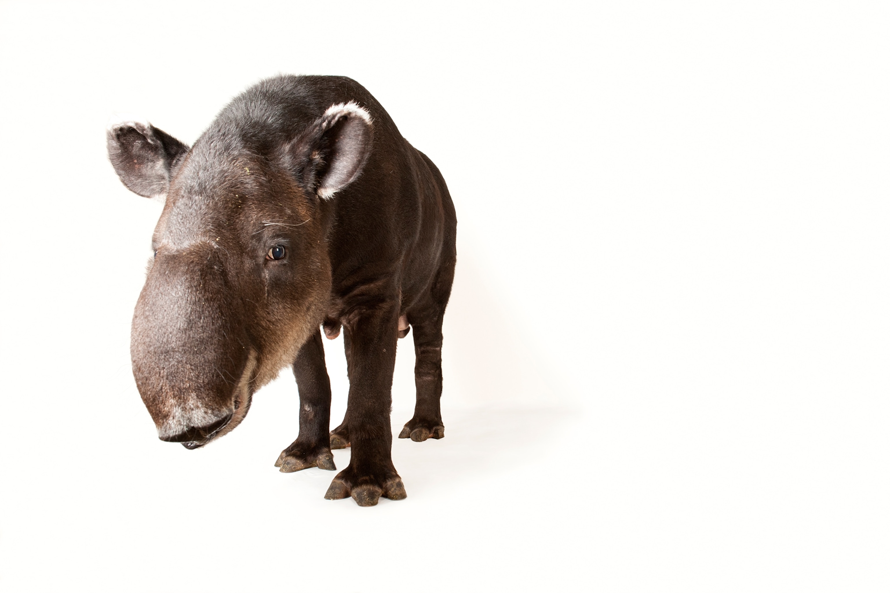 a Baird's tapir taken at the Henry Doorly Zoo