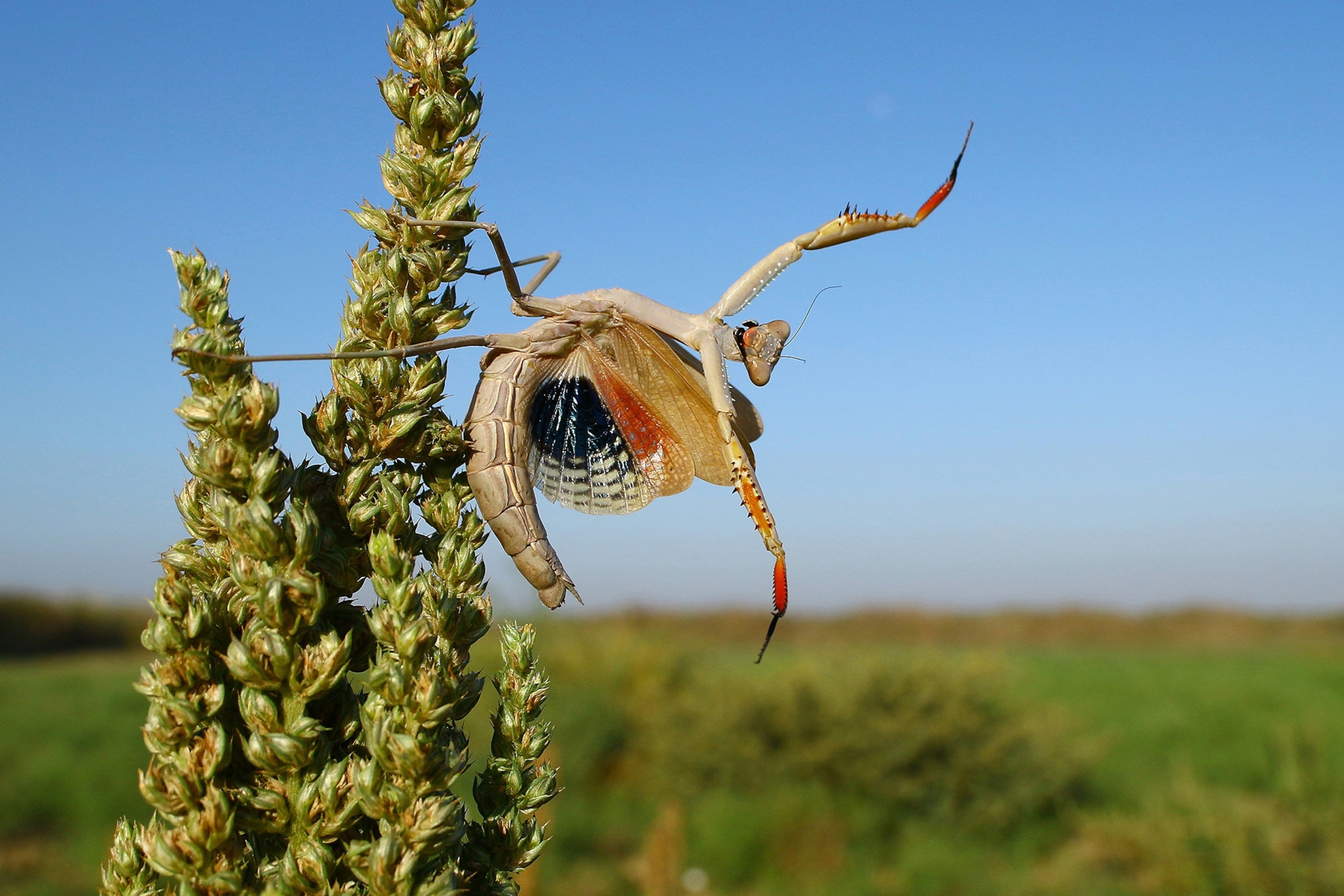 An orange, white, and black Mediterranean praying mantis stretches out its arms and legs in a defensive display while hanging onto a green plant.