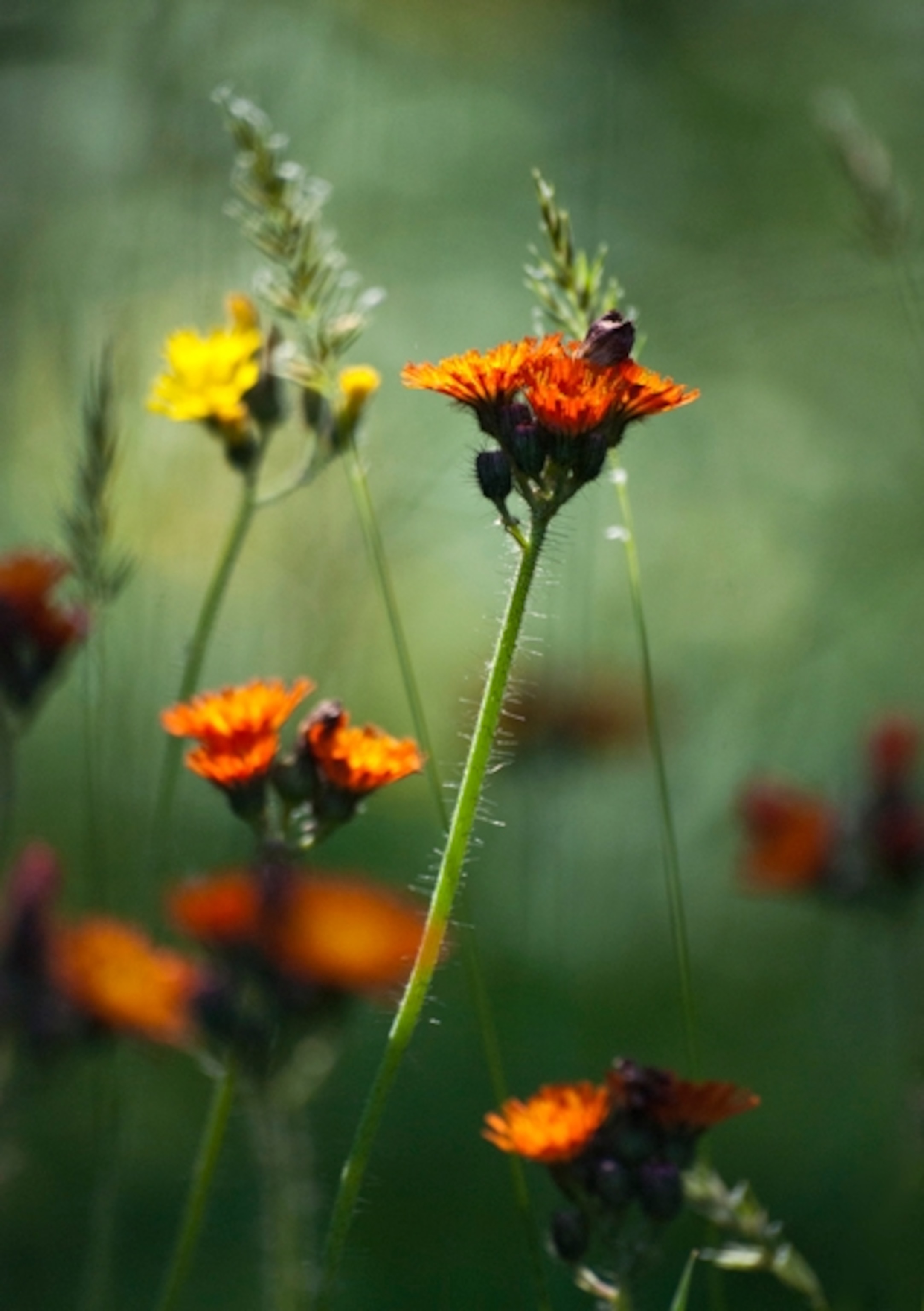 A beautiful color combination of forest green, orange and yellow flowers