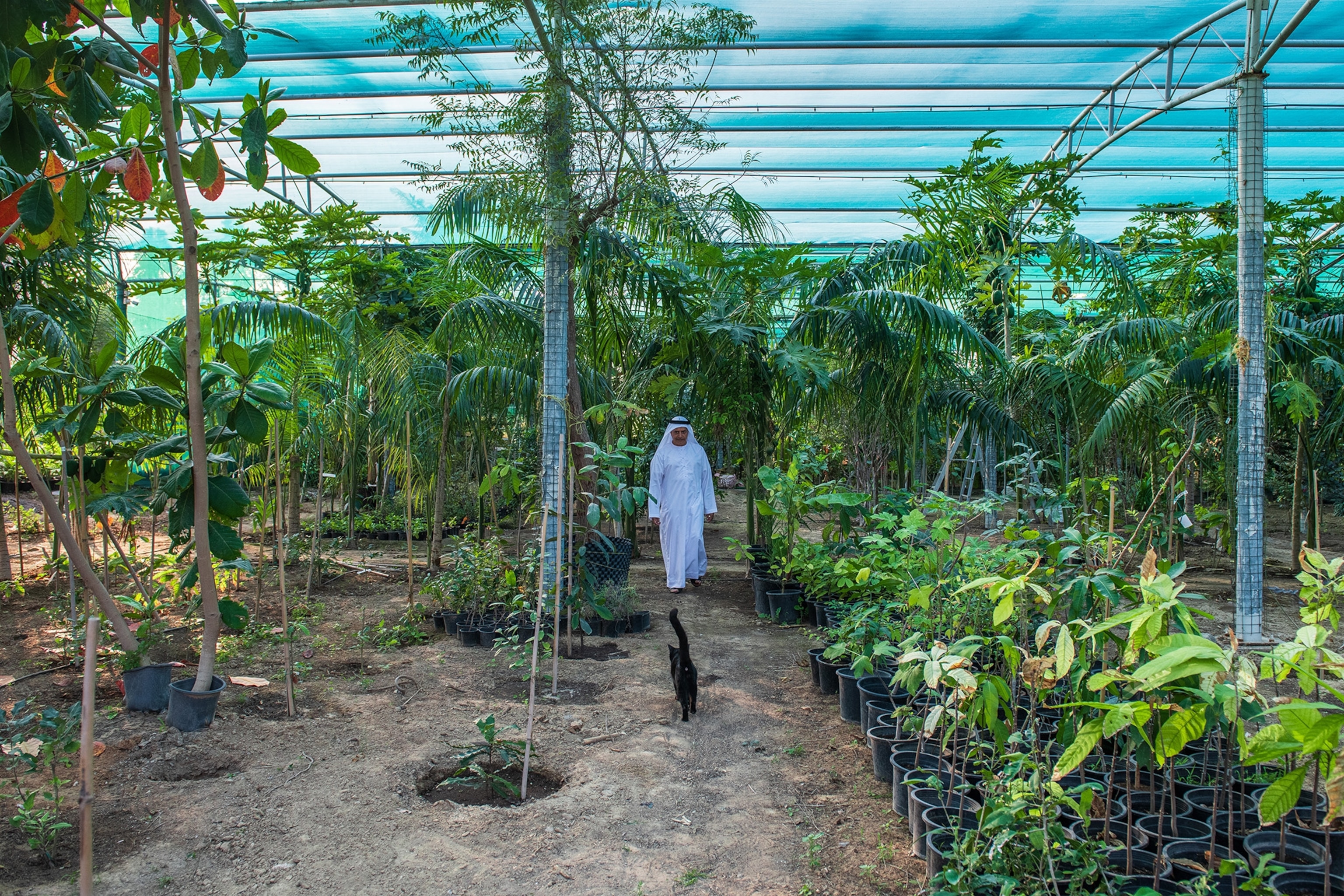 A man dressed in white walks alongside tress and other plants in a greenhouse, with a cat walking in front of him.