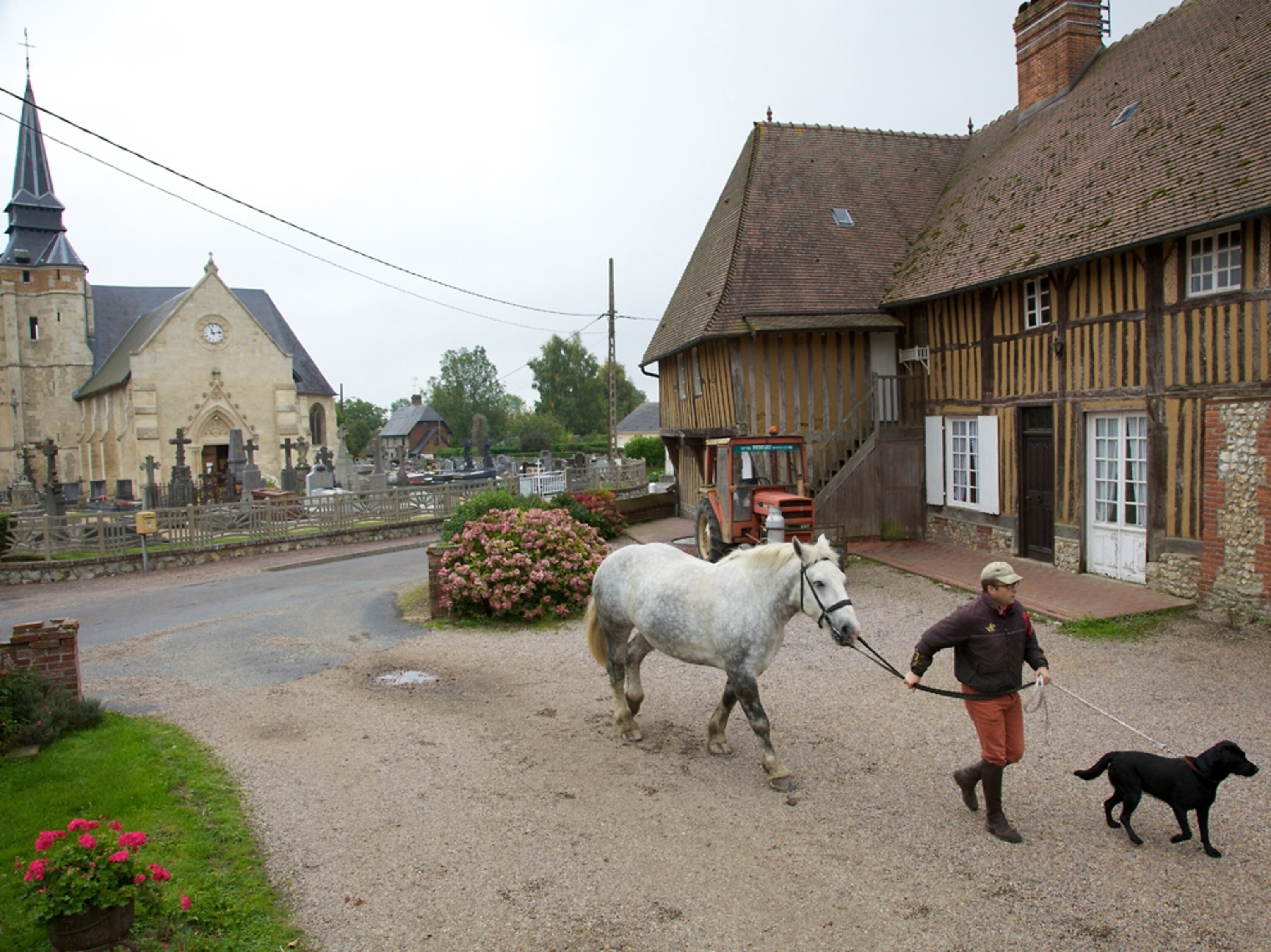 Man with horse and dog