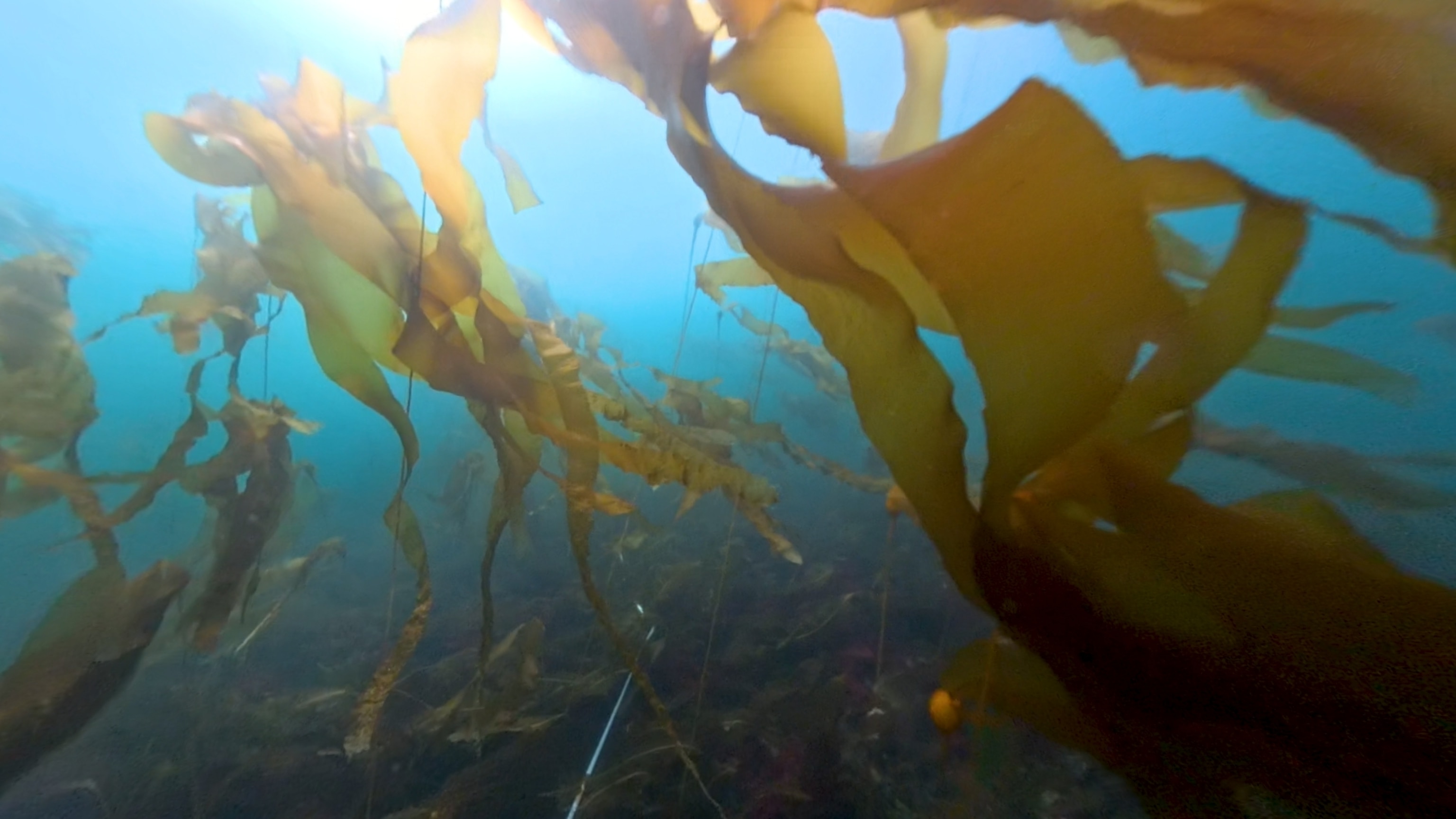 Explore an Underwater Kelp Paradise in This 360-Degree Video