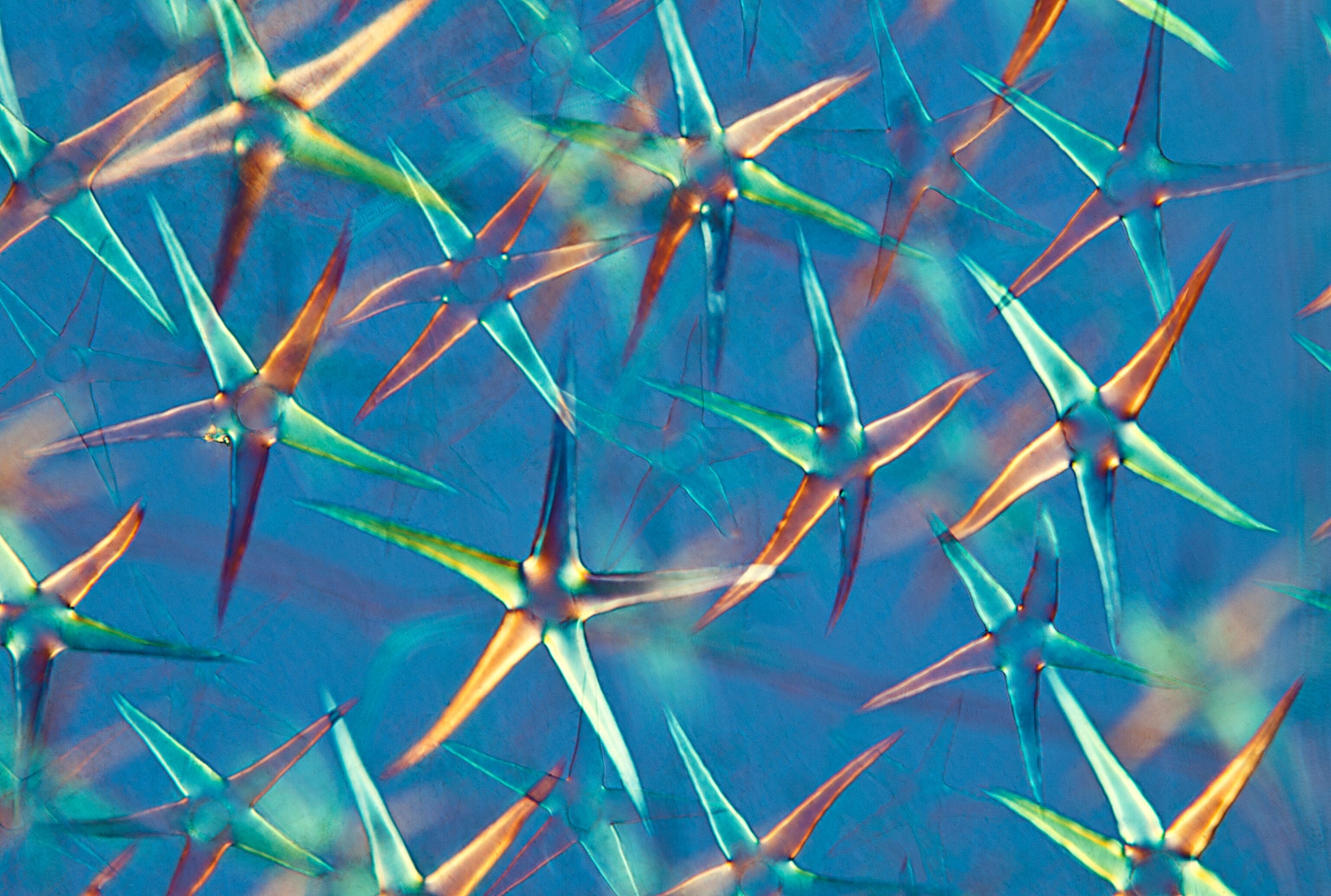 the fluid flow produced by corals.