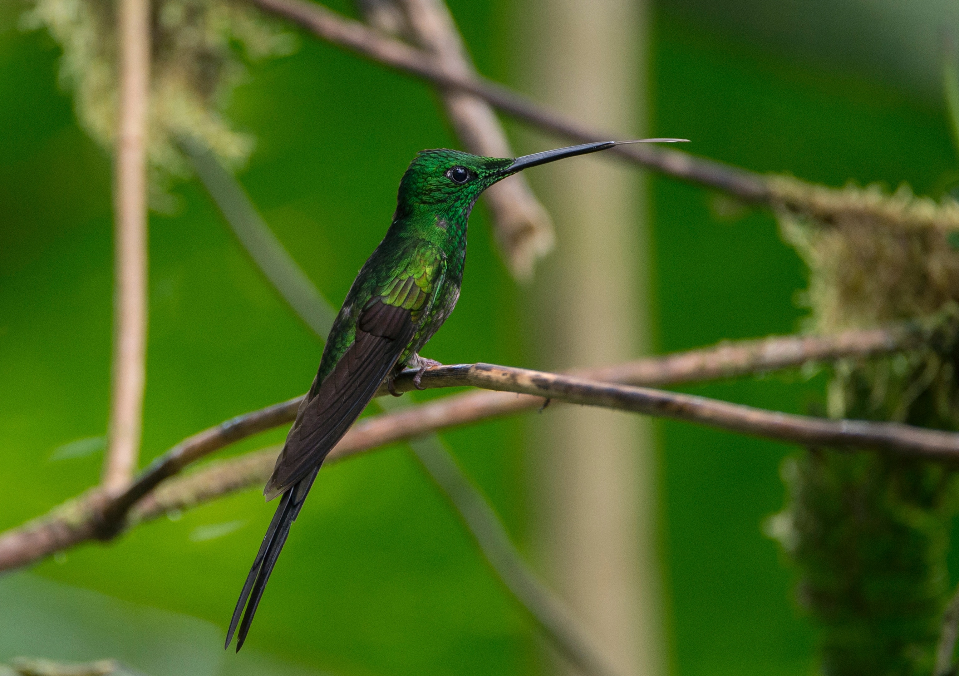 a hummingbird seen near Mashpi Lodge, Ecuador