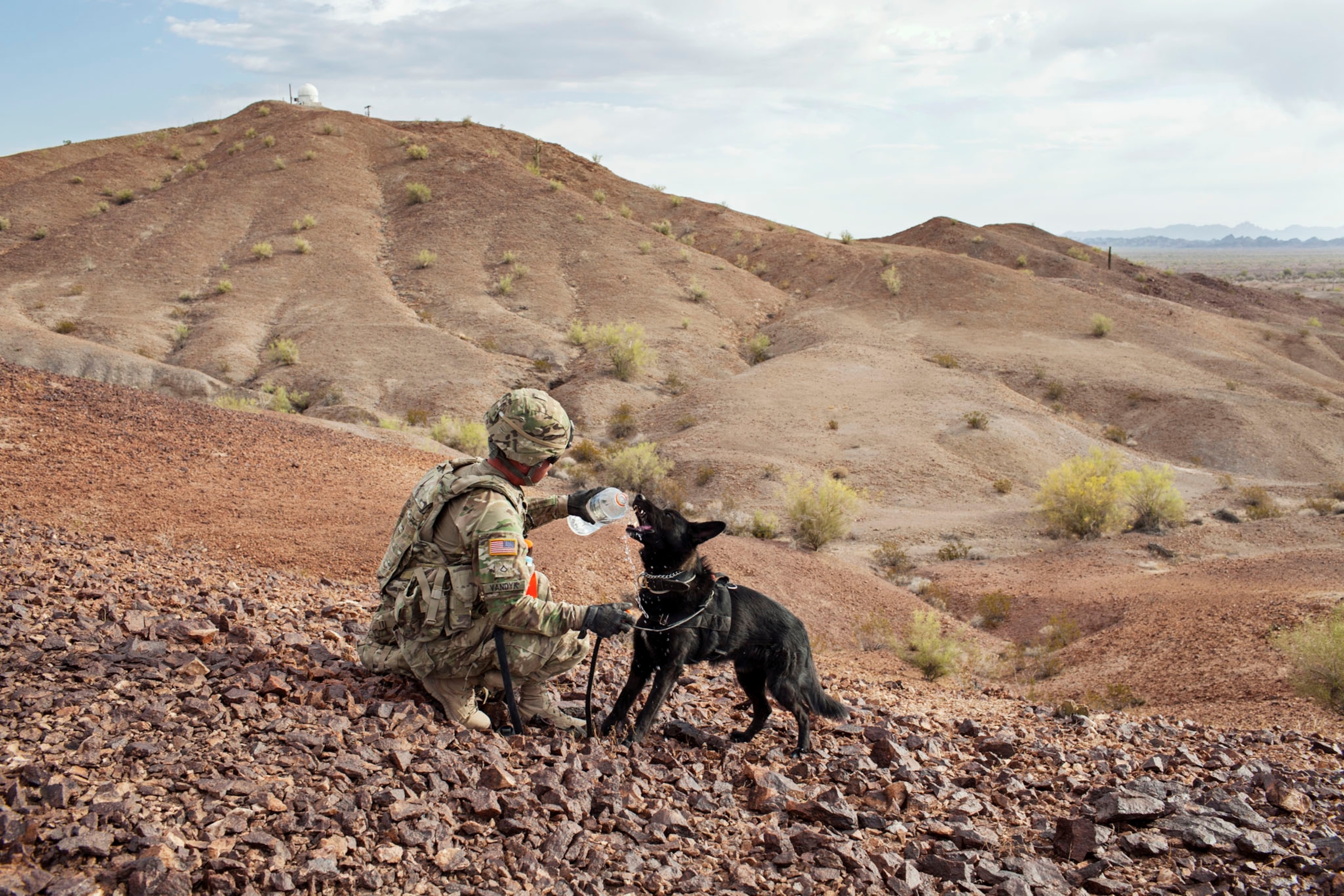 Picrture of a German shepherd, drinking water from plastic bottle during practices searching.