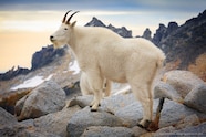 Mountain Goats Mountain Goats