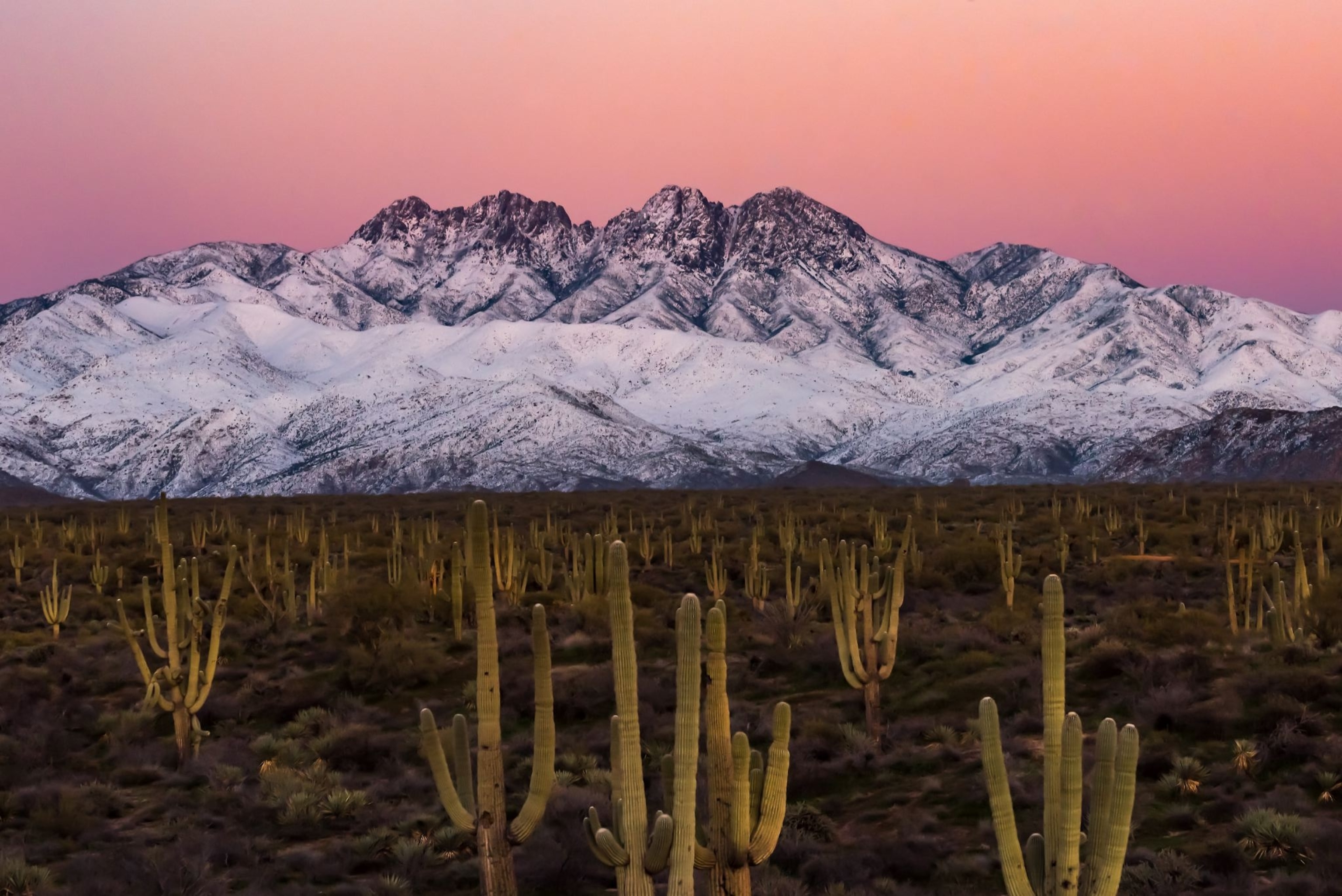 saguaro cacti and snowy mountain peaks in Arizona