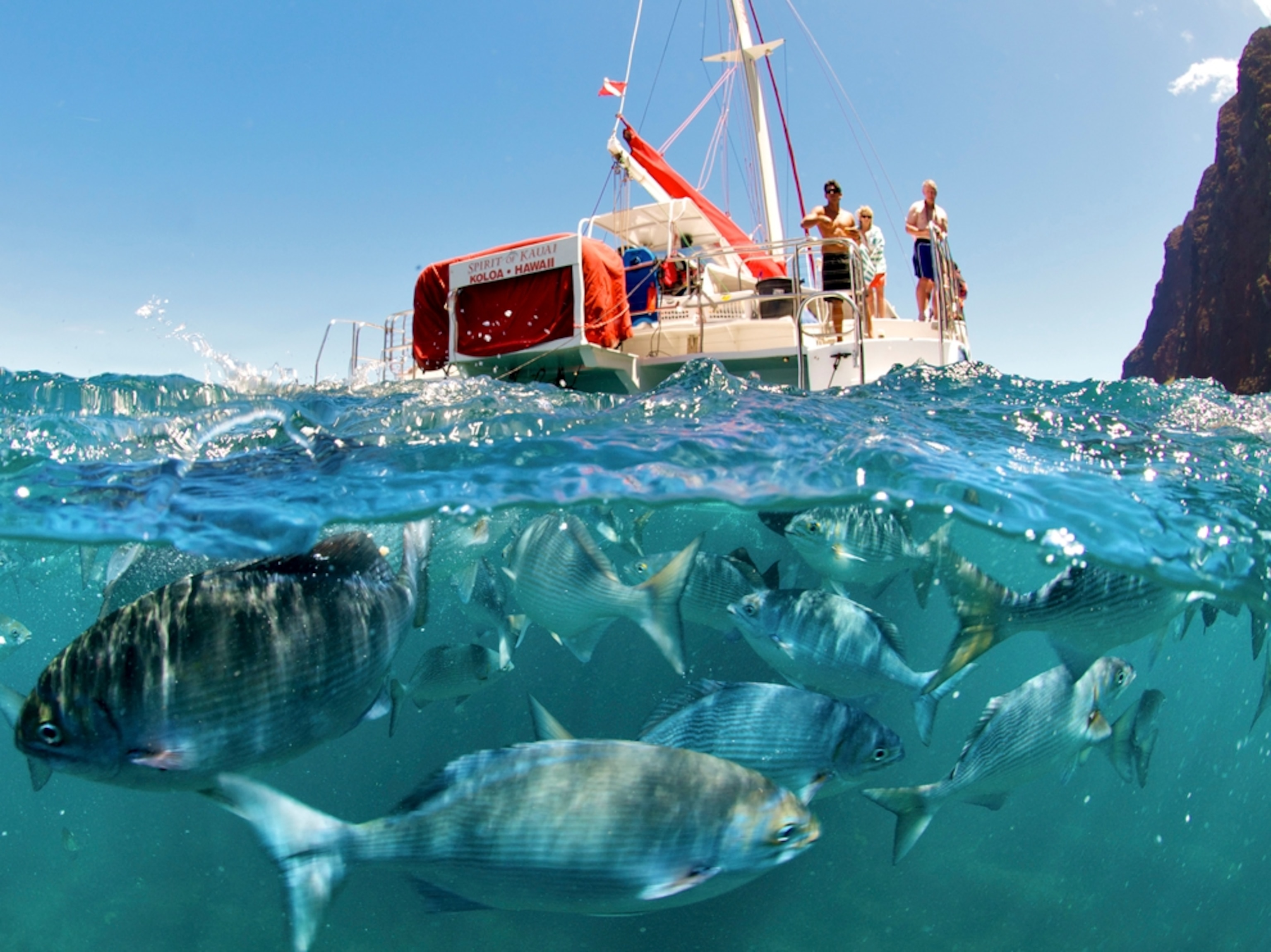 Fish below boat on water