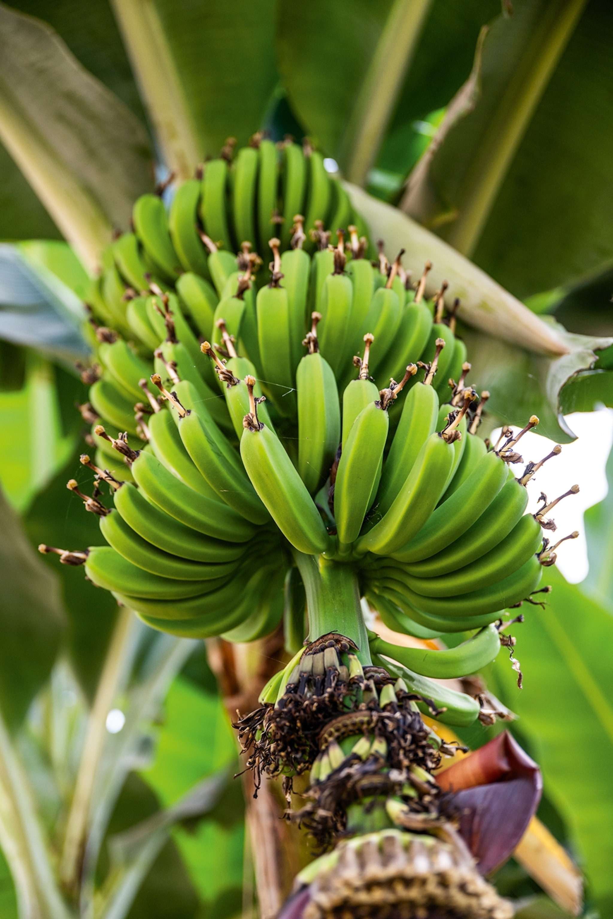 A close-up on a banana tree.