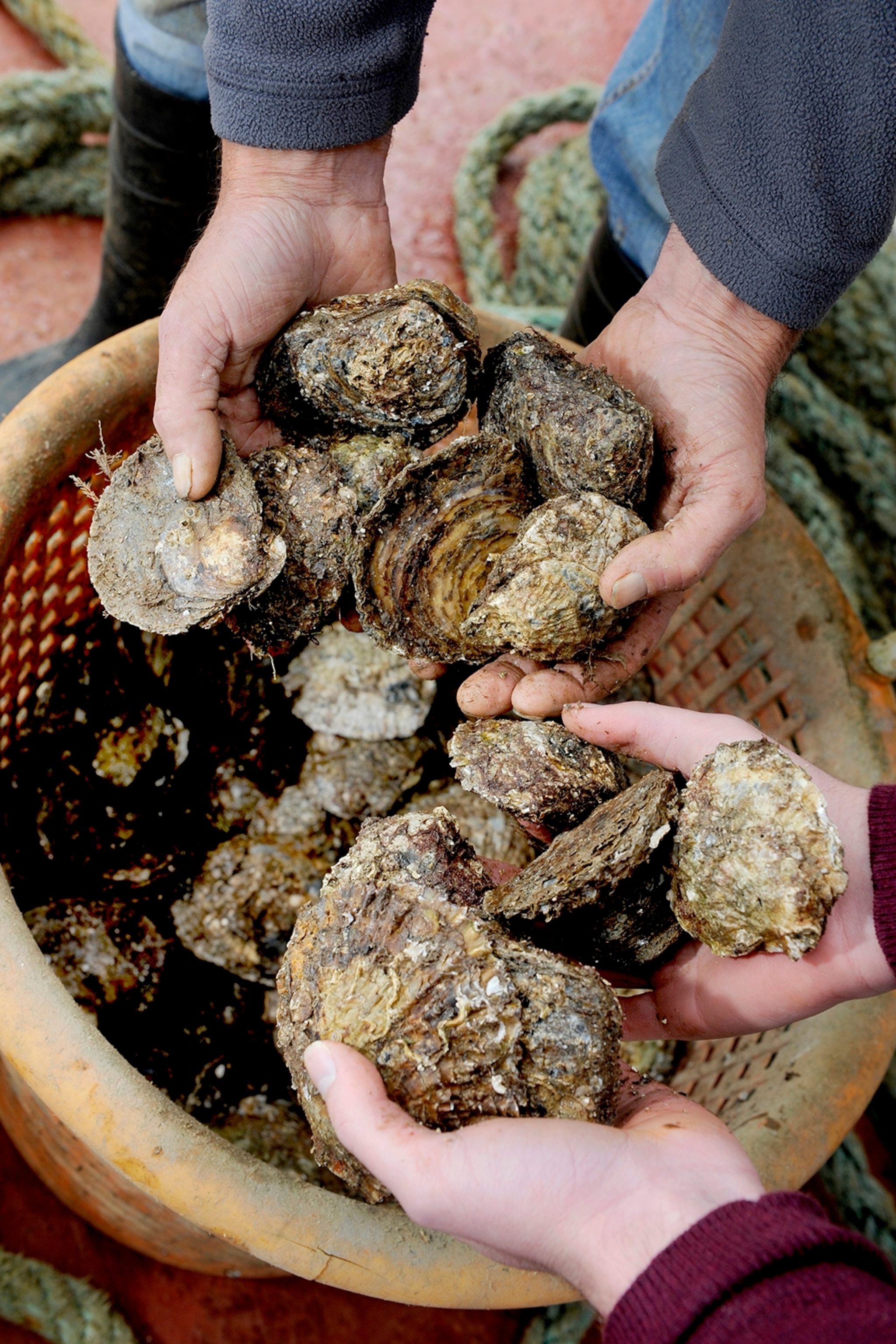A close-up of hands holding up freshly harvested oysters with closed shells.
