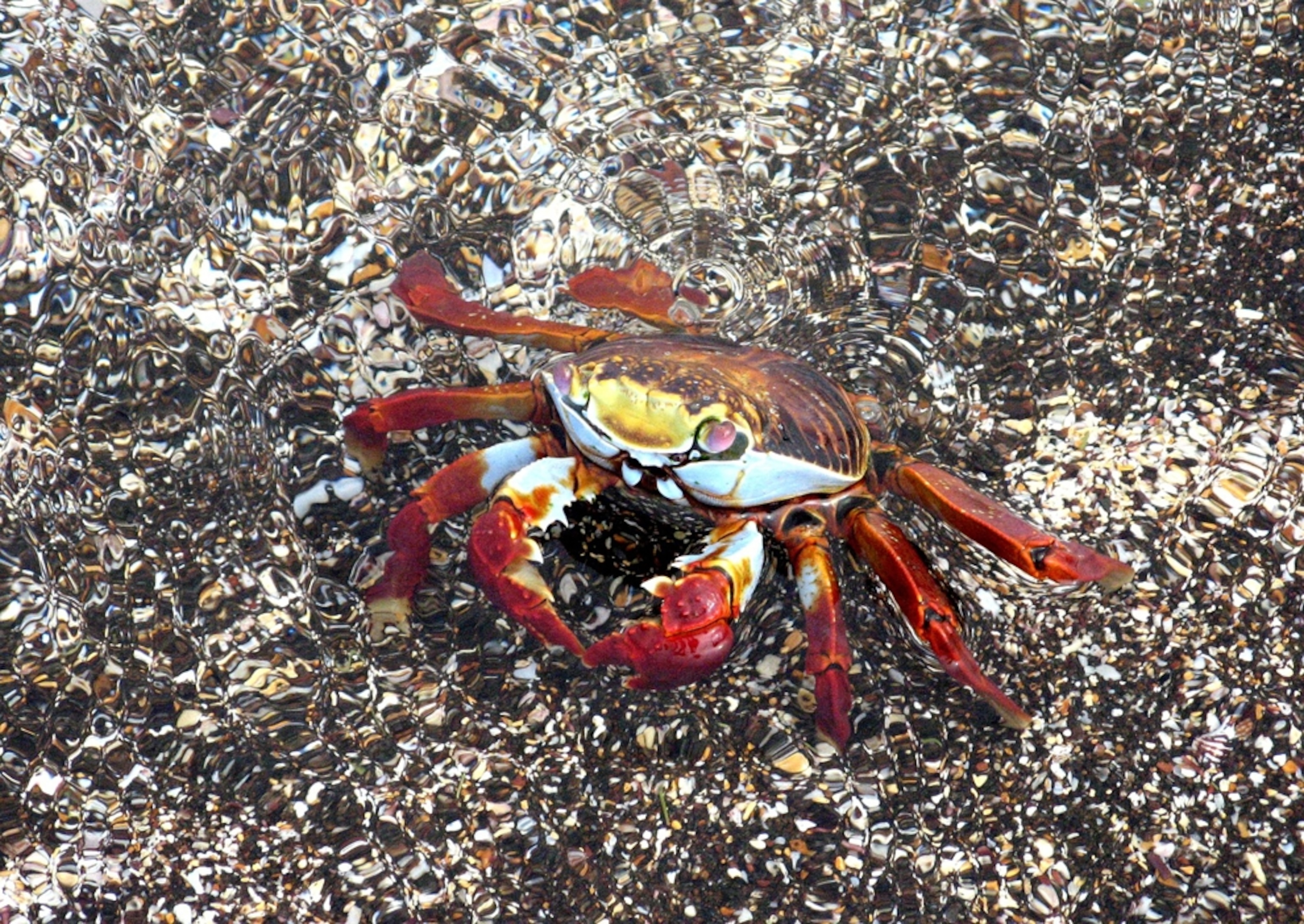 Sally Lightfoot crab, Galapagos Islands