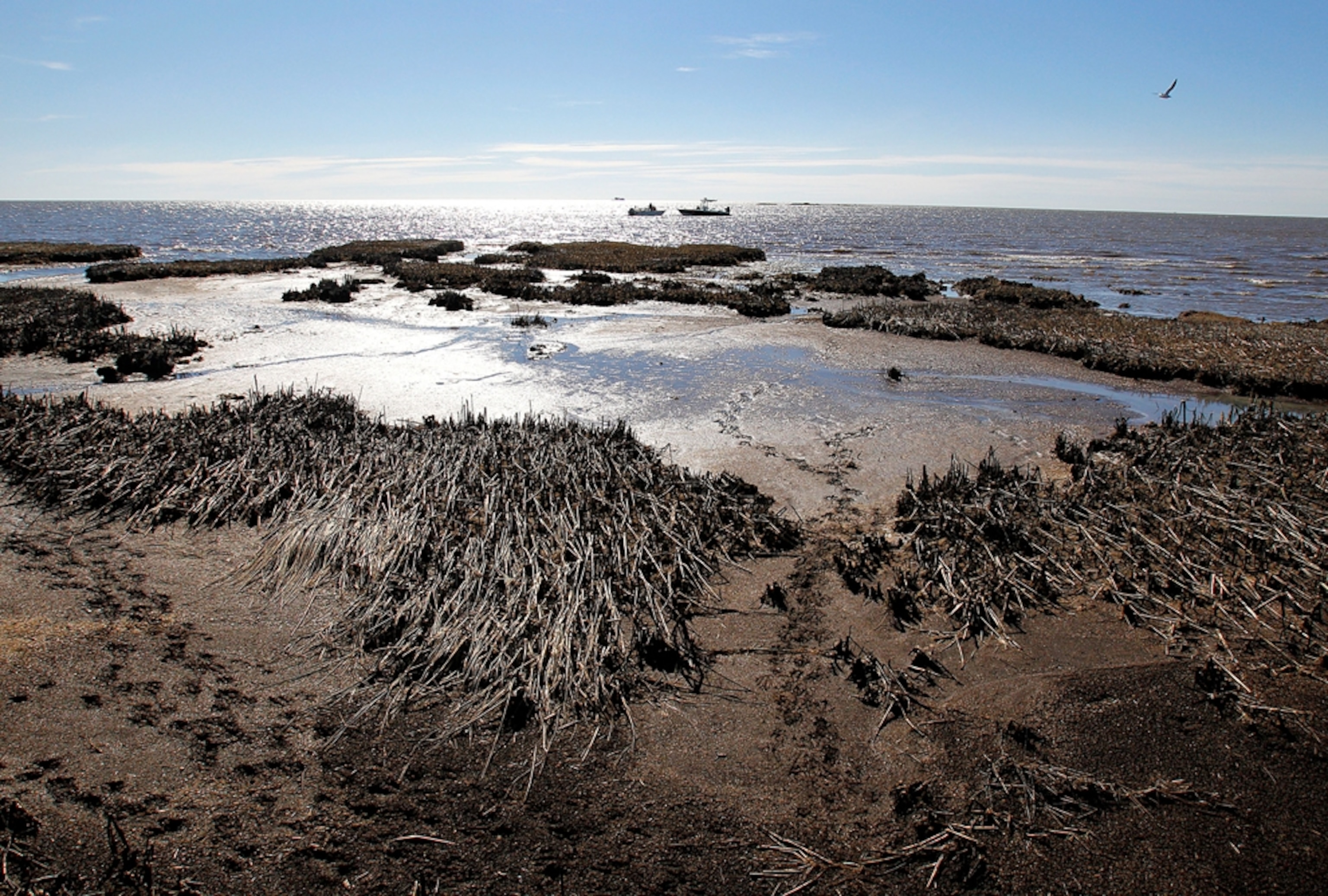 oil deposited in dead marsh land in Louisiana