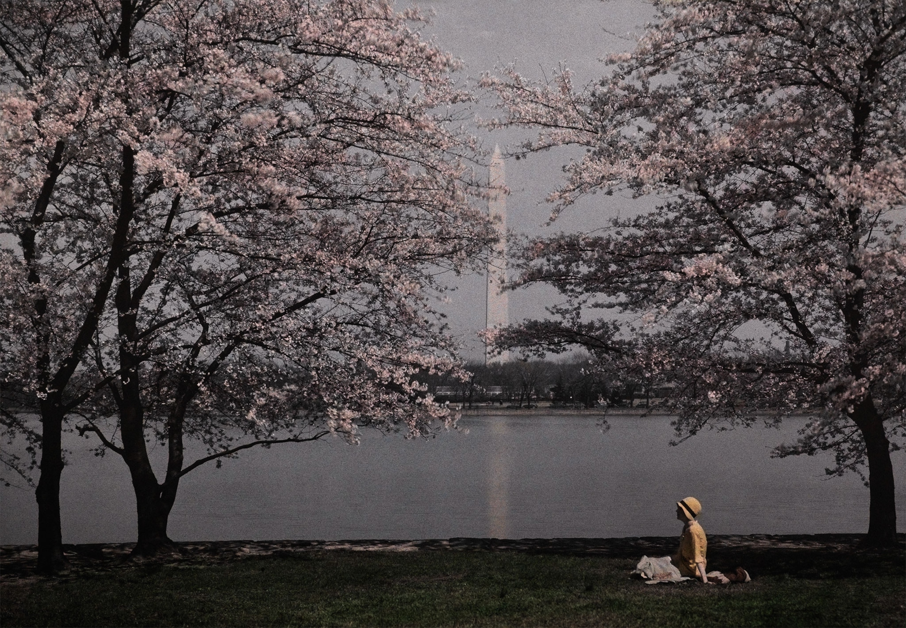 a woman sitting in the grass in the Tidal Basin in Washington, D.C.