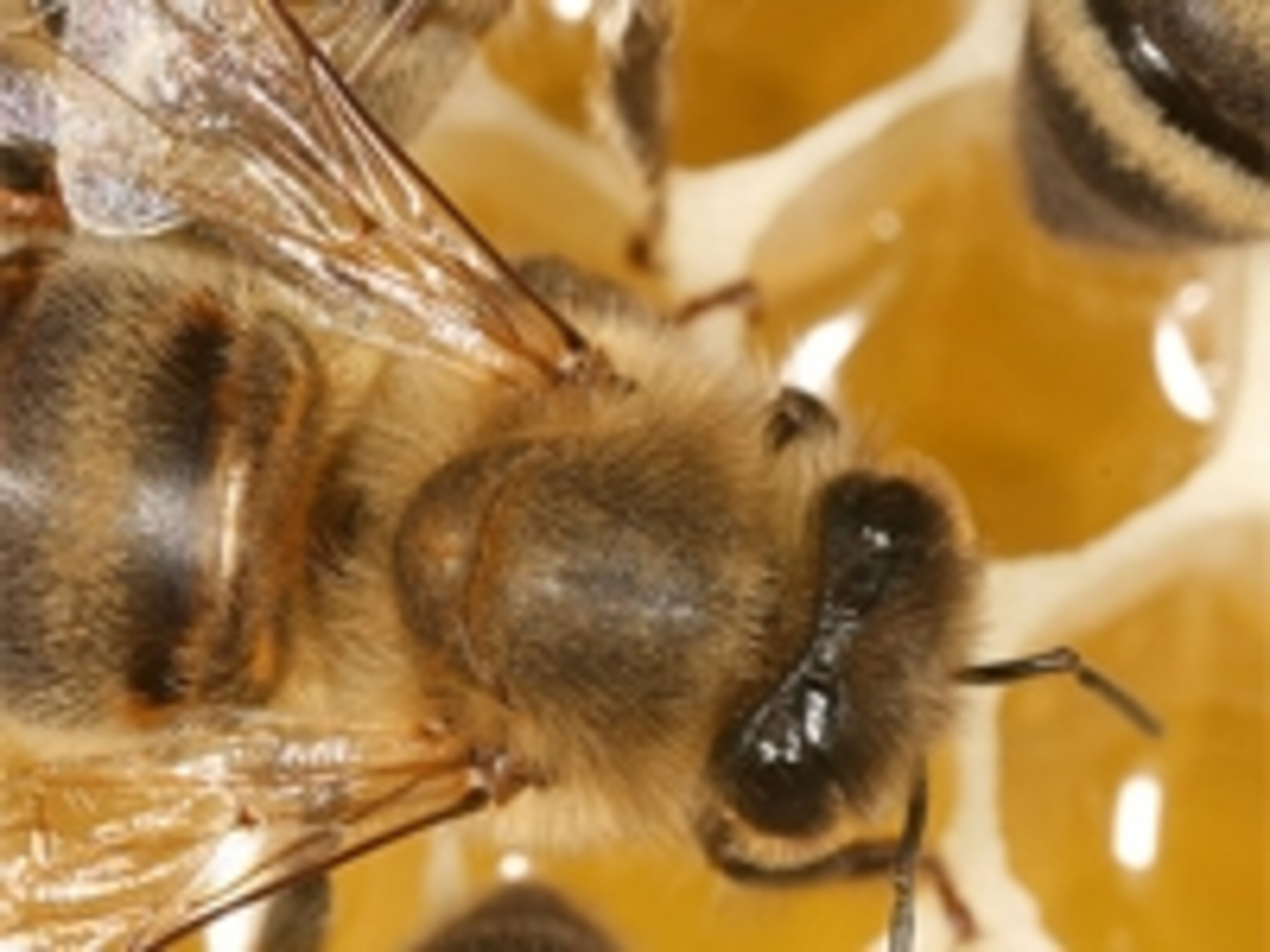 Bee Ware Bees Use Warning Buzz To Refute The Waggle Dance