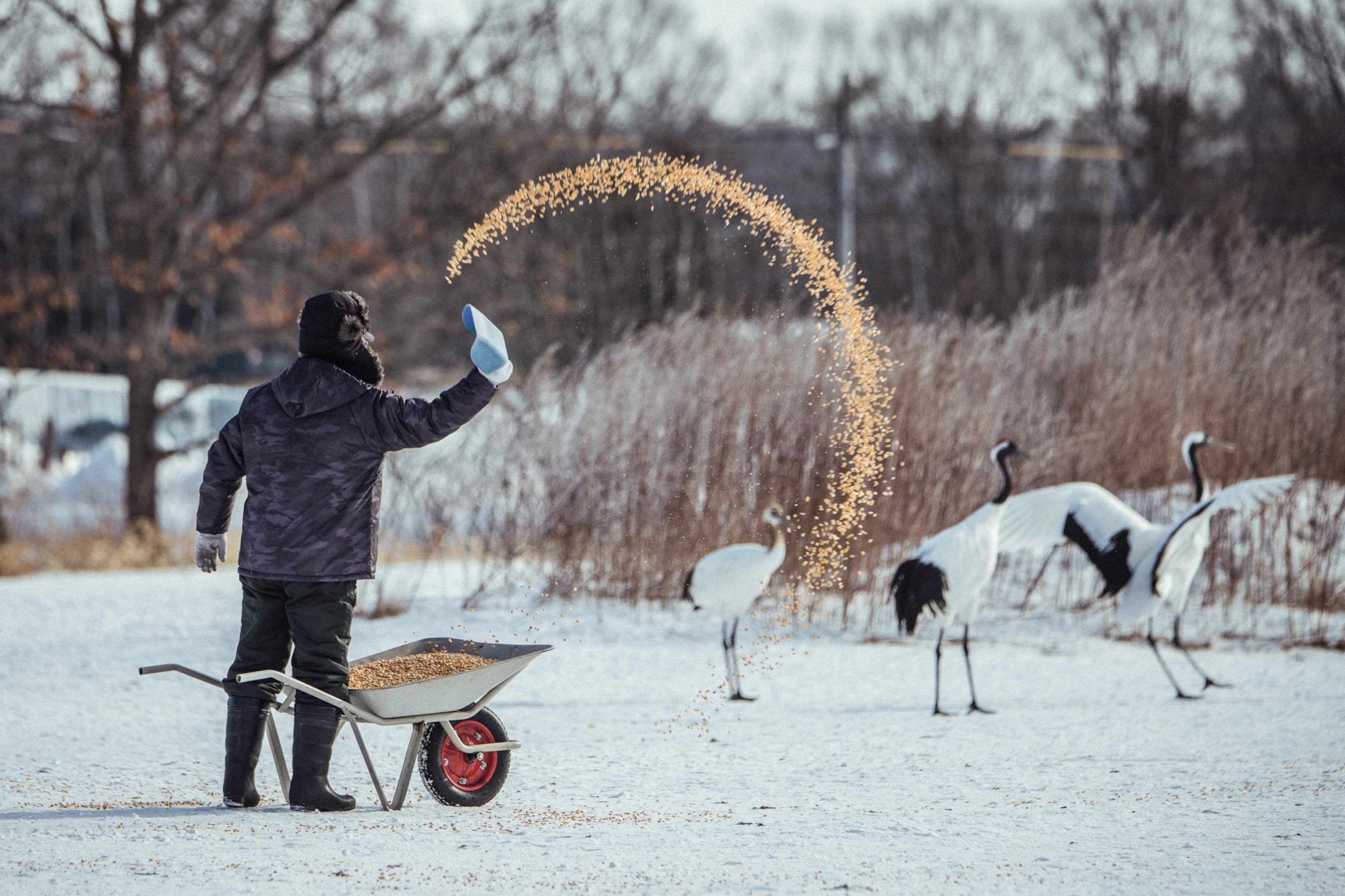 A heavily clothed figure dynamically throwing feed from a hand wagon in front of three cranes in a snowy landscape.
