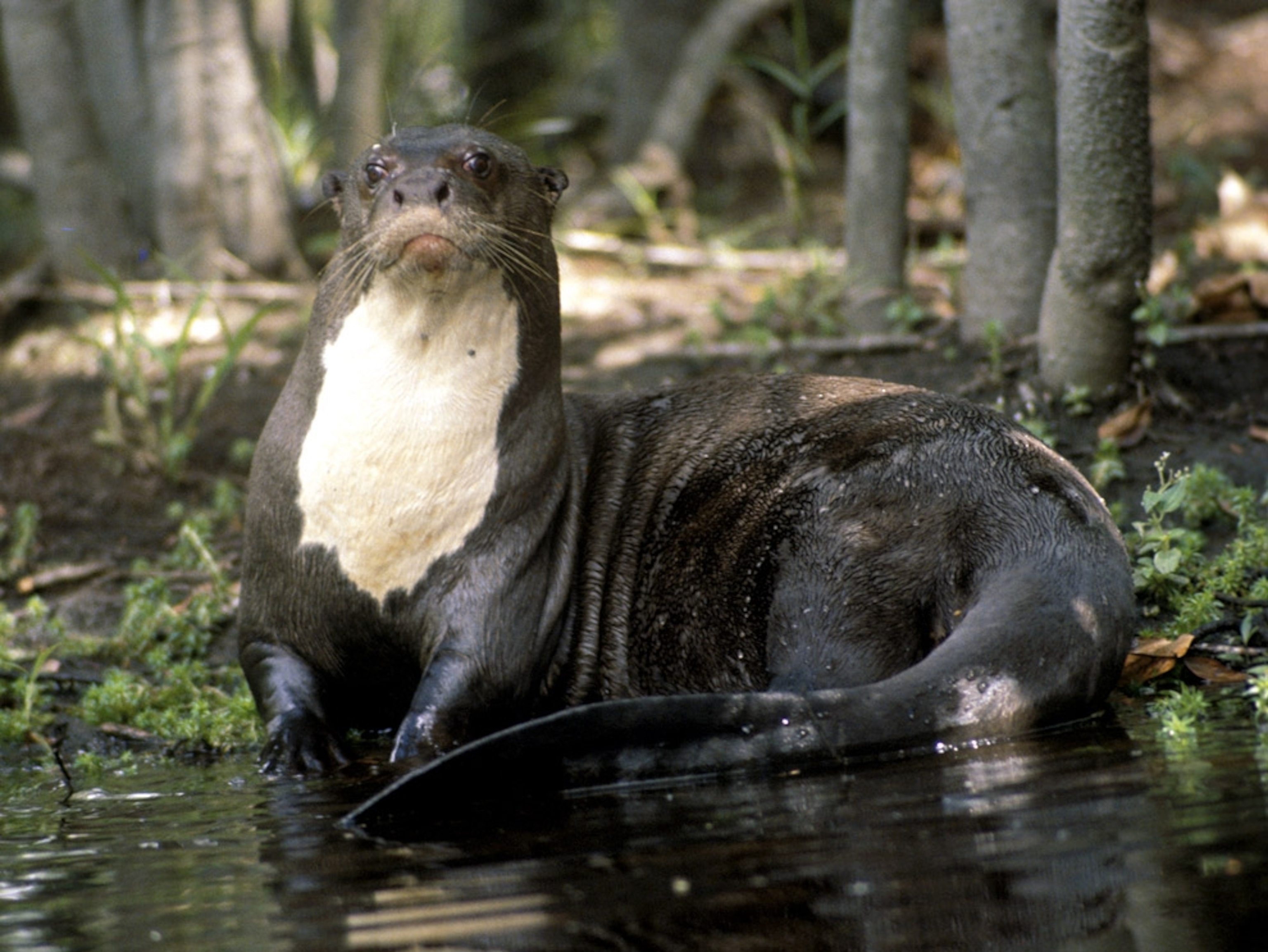 a giant river otter sitting on riverbank
