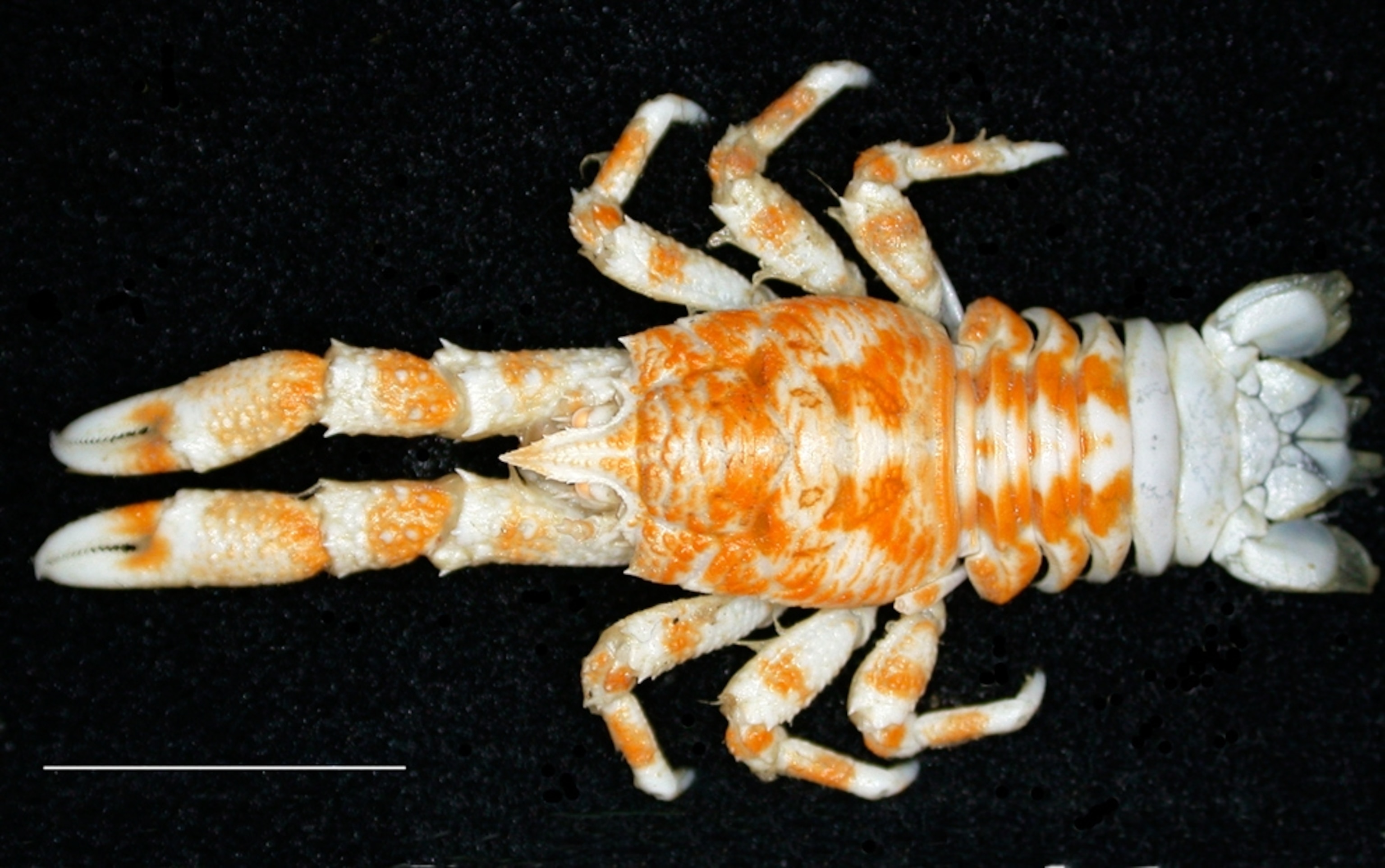 Mottled orange squat lobster picture.