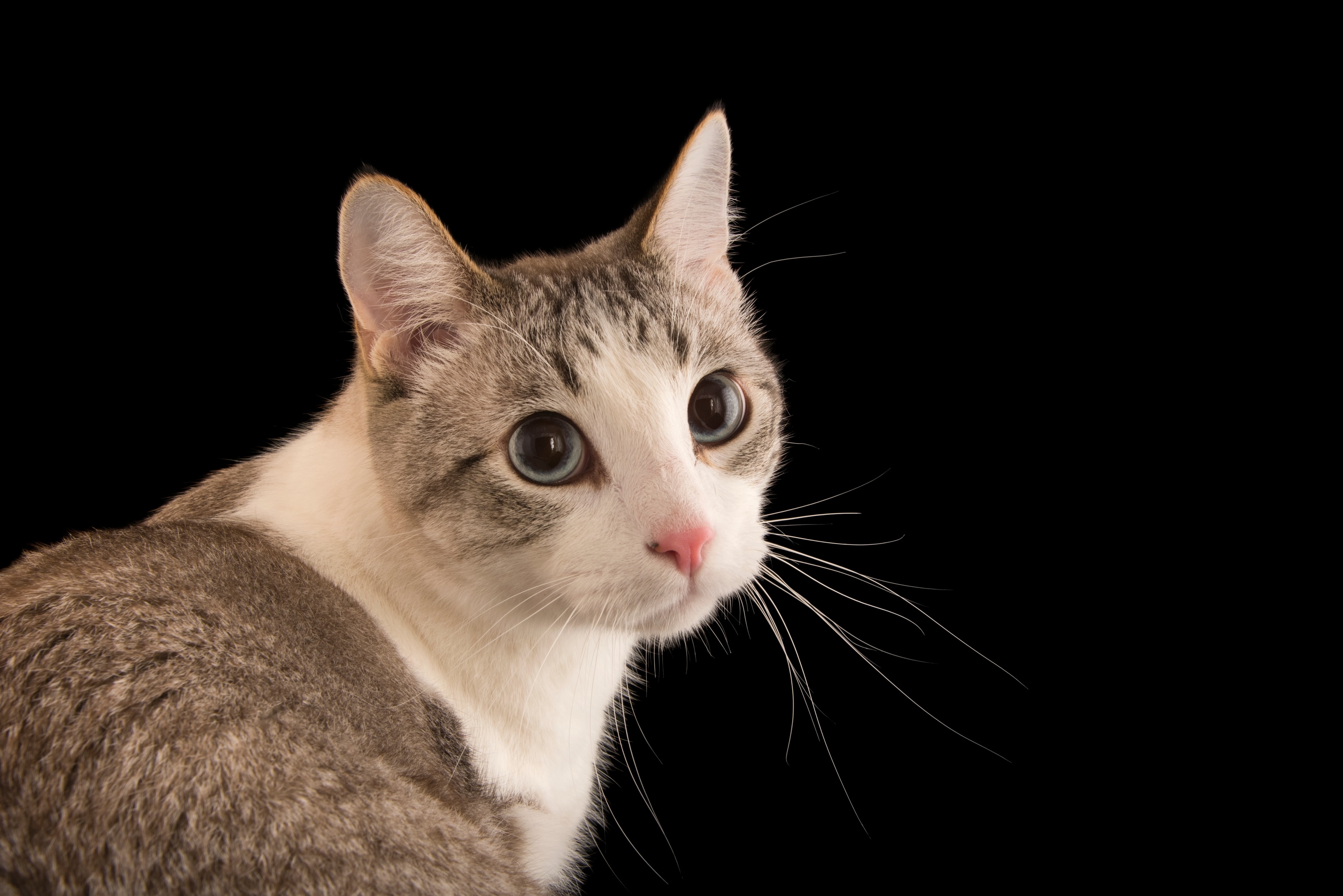 Maine Coon Cat With Human Face: Unbelievable Phenomenon