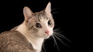 You Did It Cat