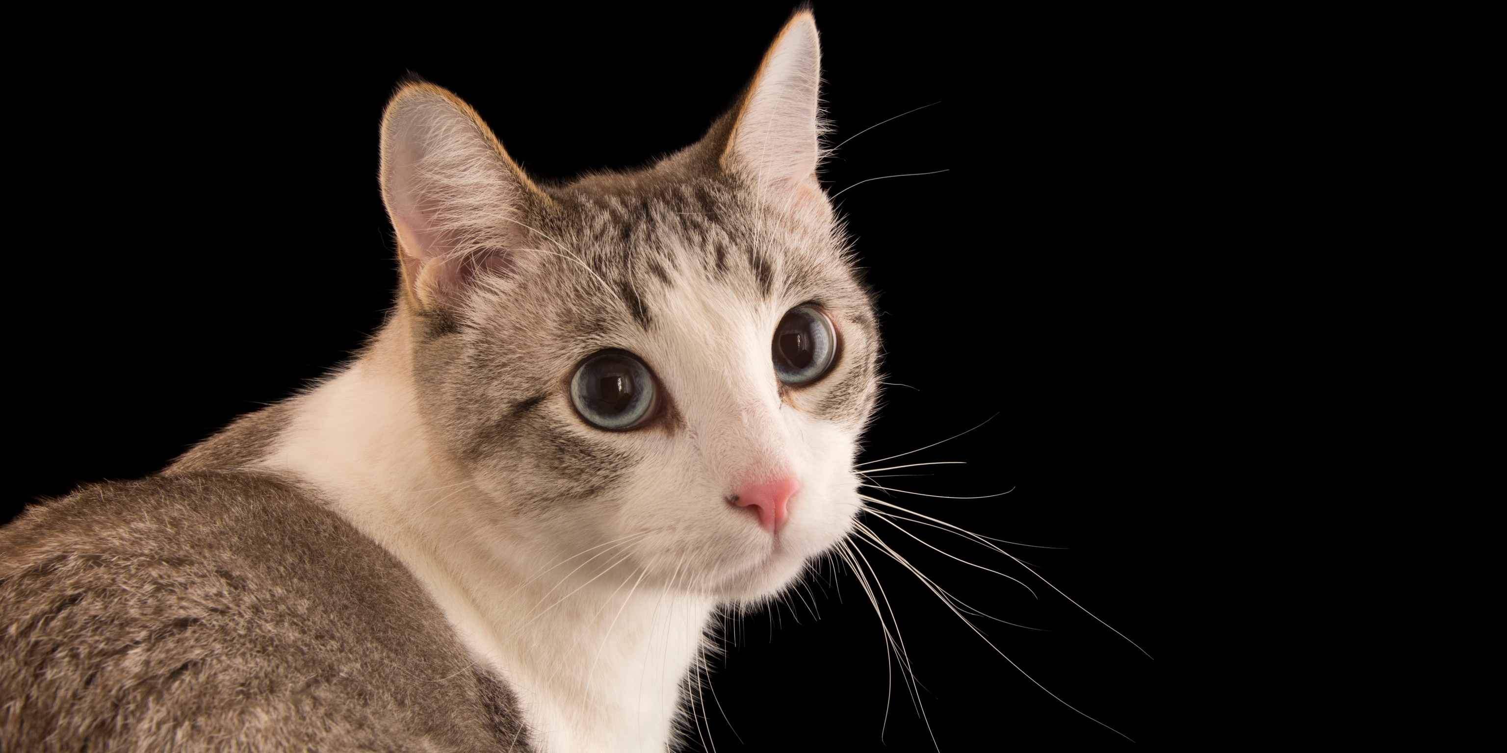 We Now Know What Really Went Wrong With Cats