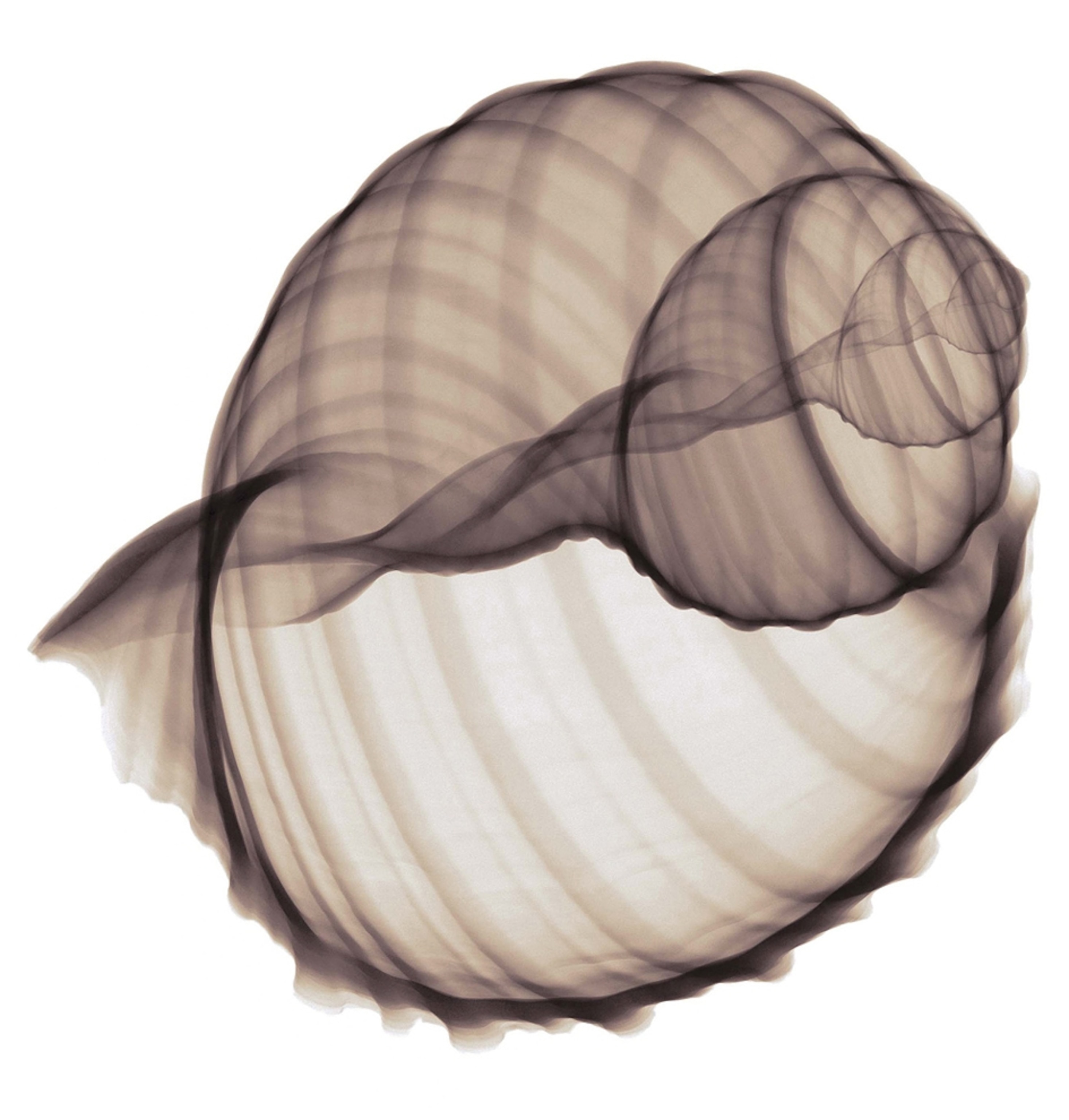 A conch shell illuminated by x-rays.