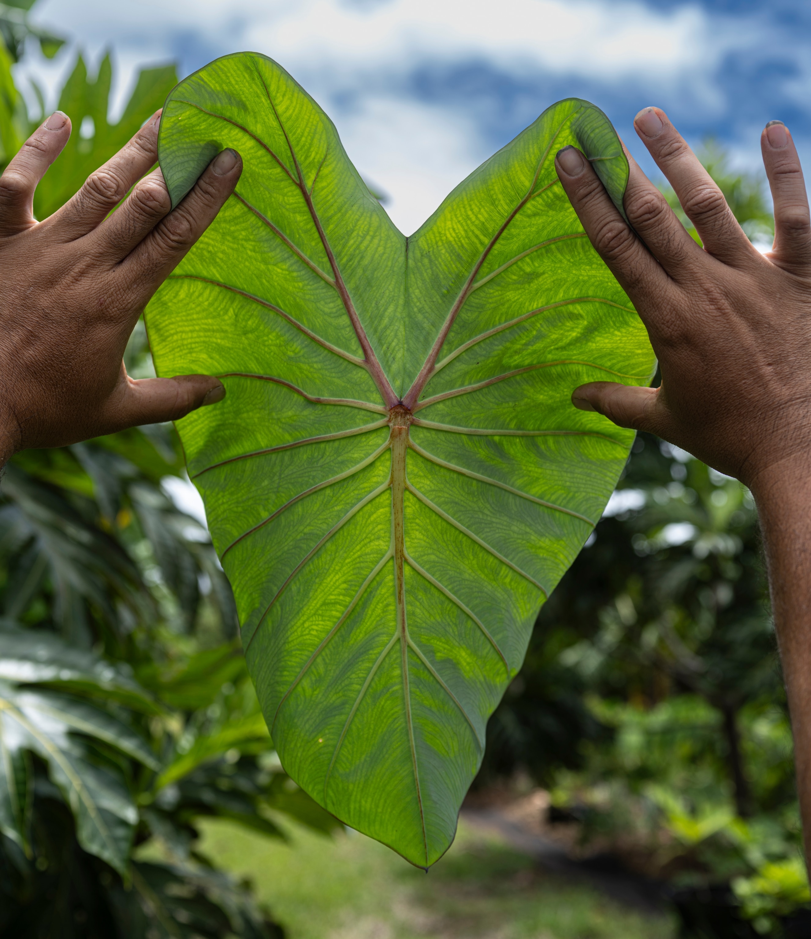 O.K. Farms, green leaf