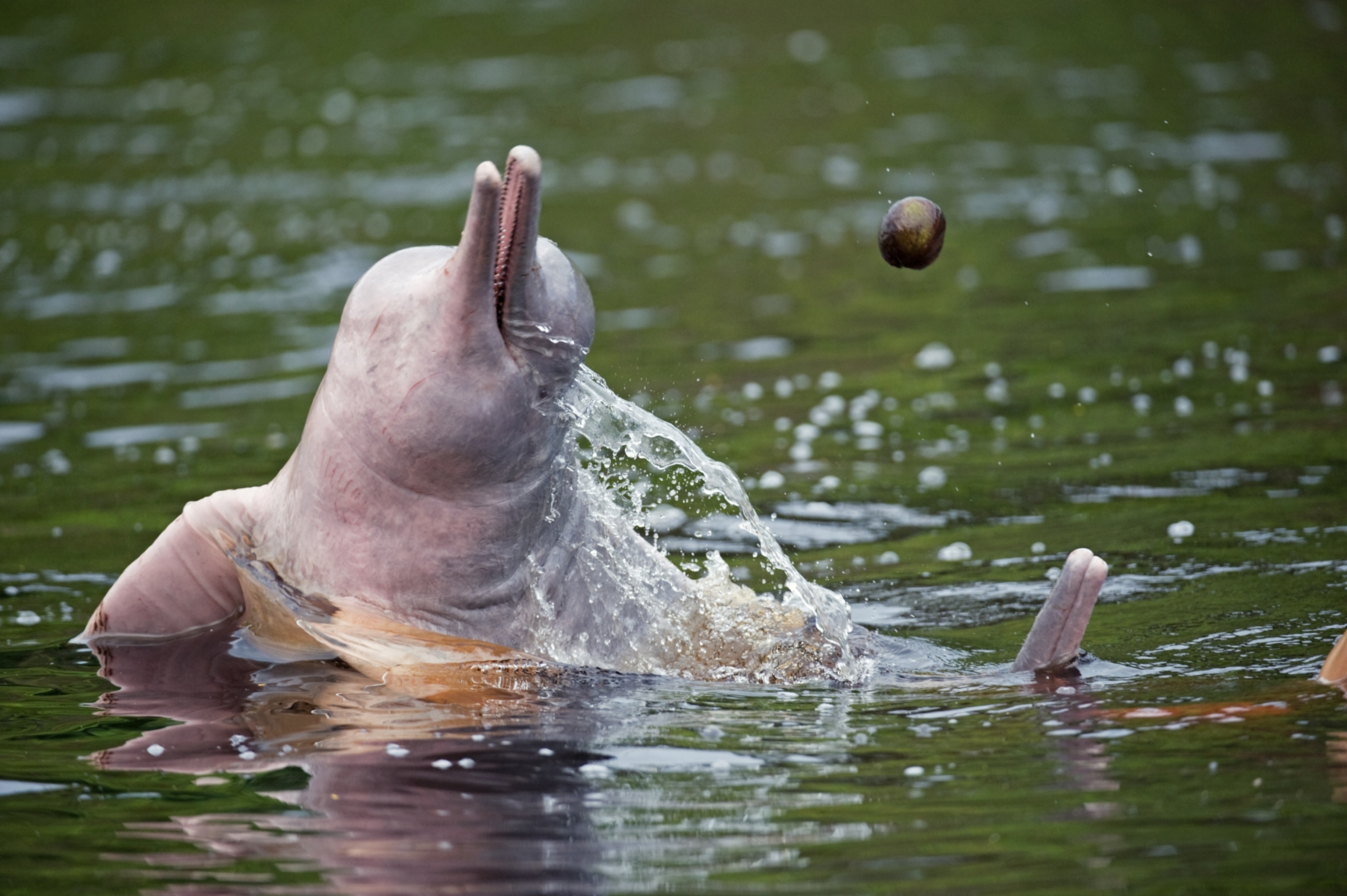 Amazon River Dolphin Boto Facts