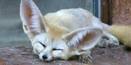 White Fennec Fox Baby