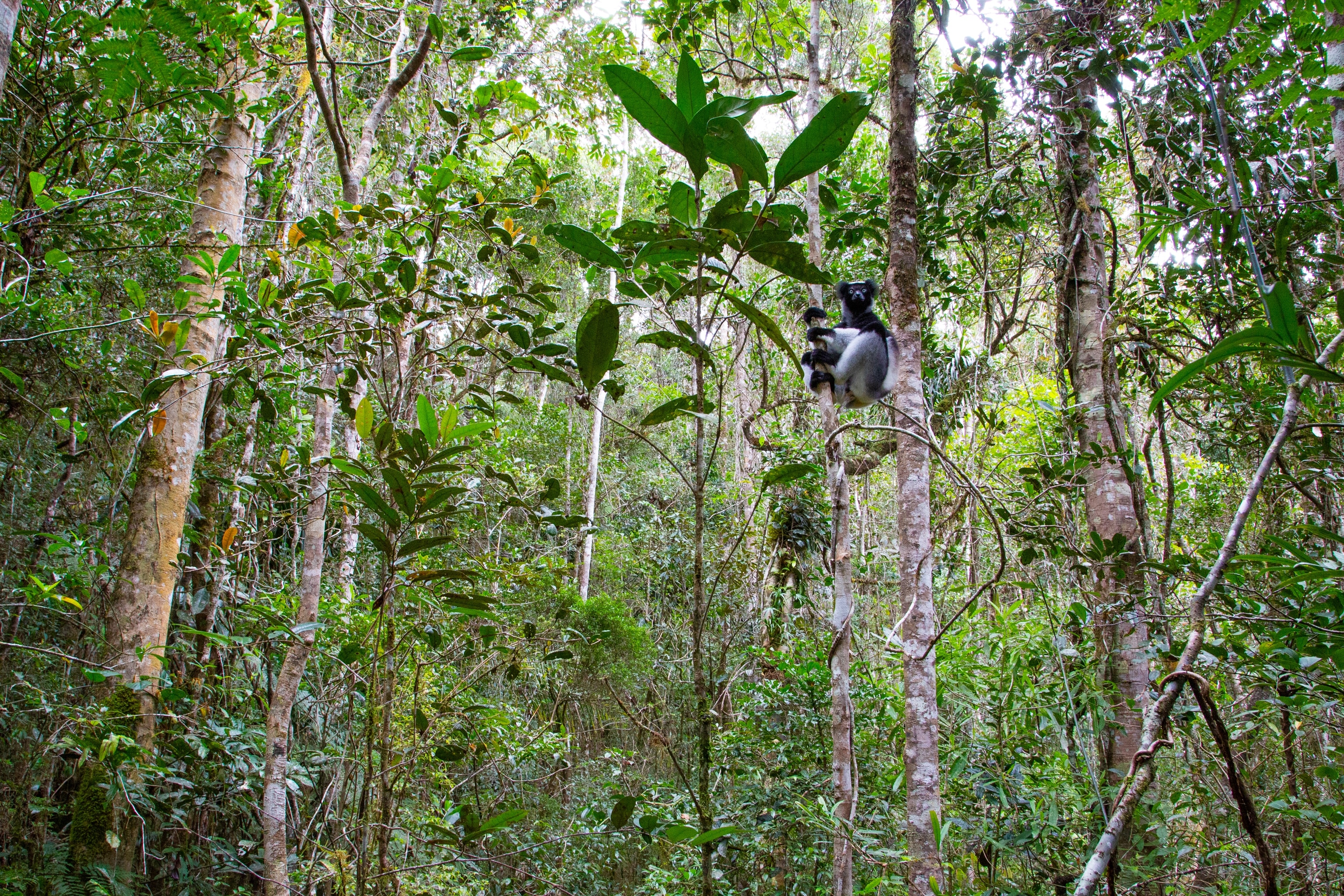 Indri (Indri indri) climbing a tree in its natural habitat, the dense forest of Maromizaha, Madagascar