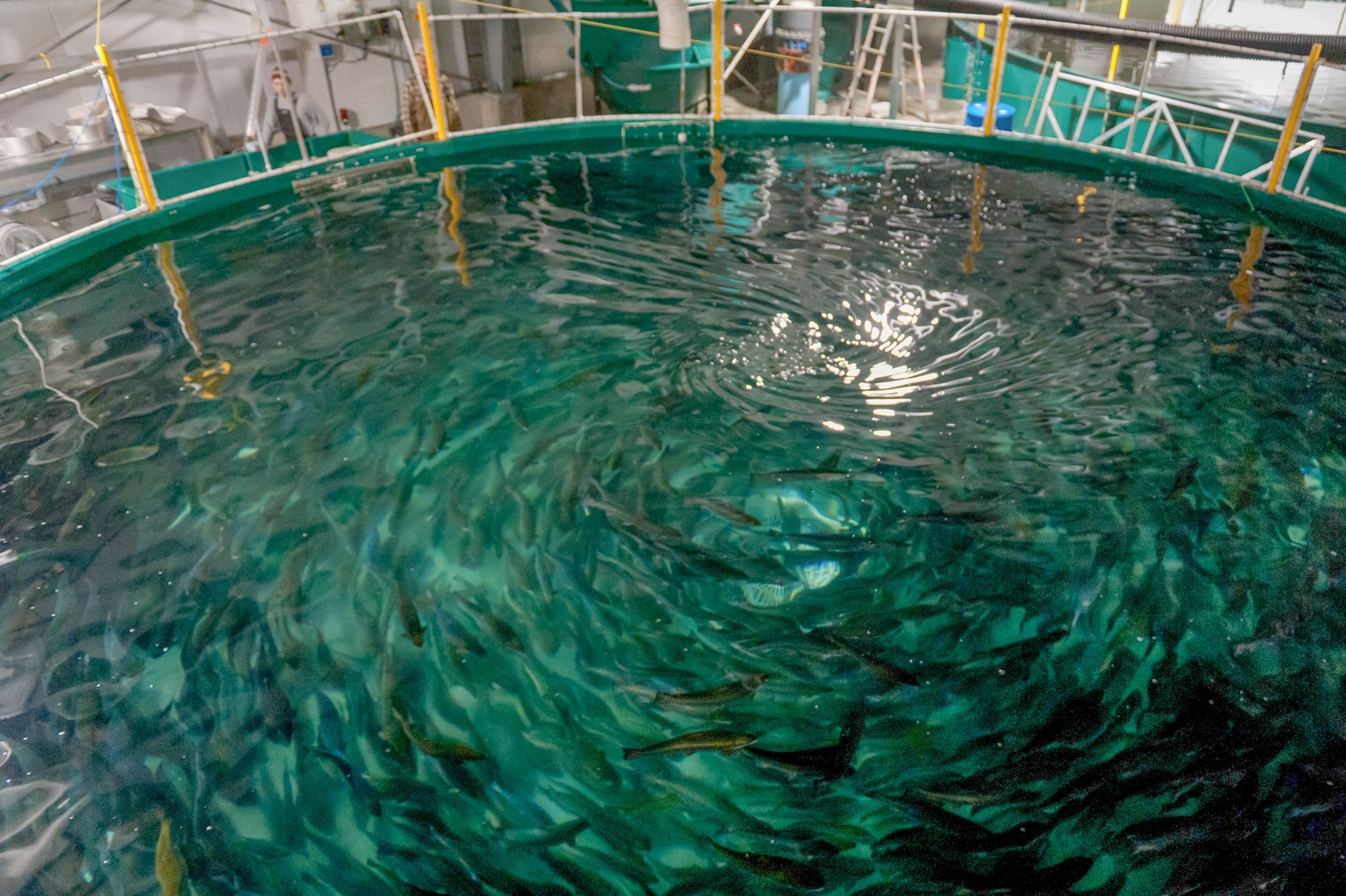 a land salmon farm