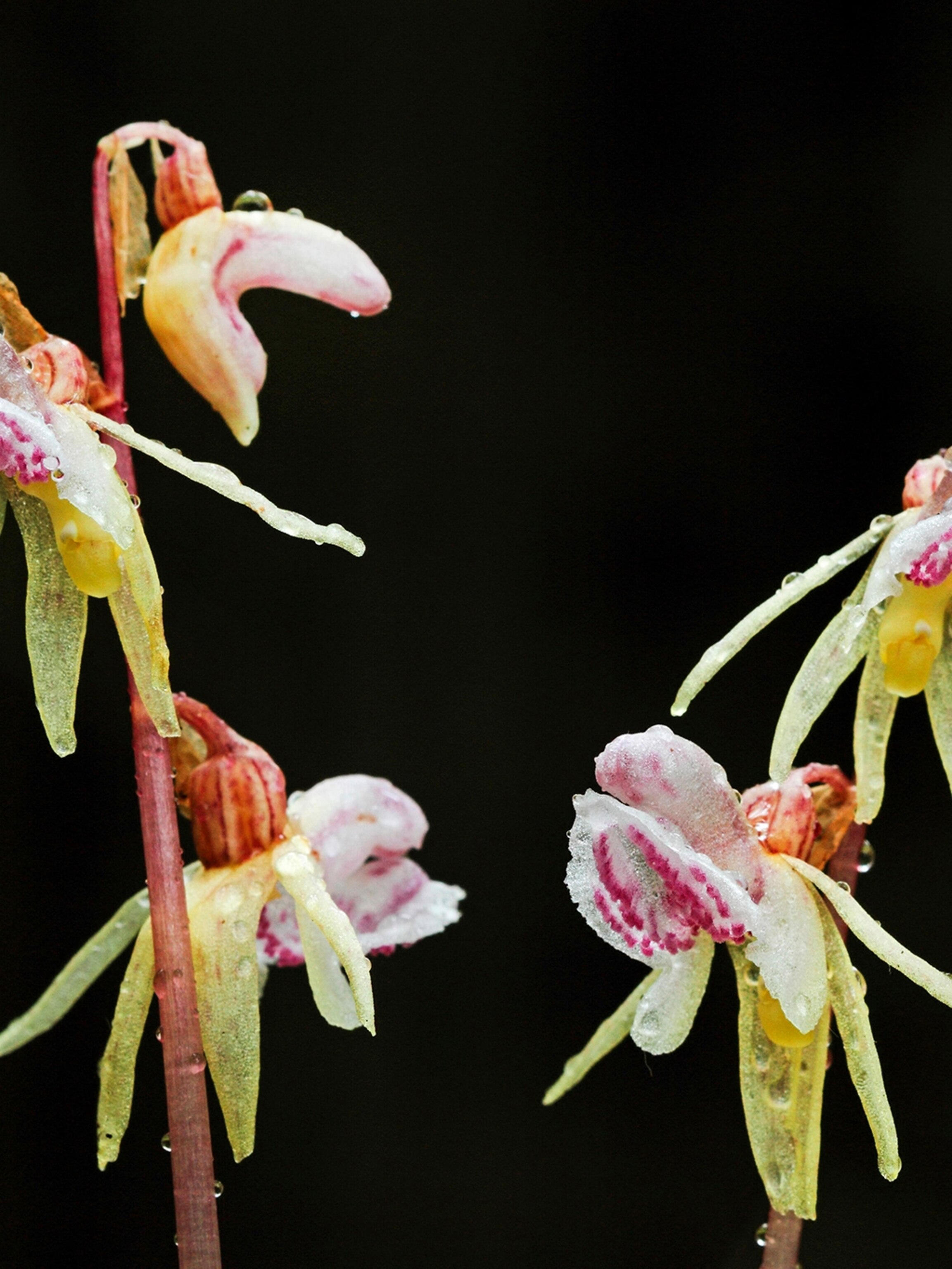 ghost fern dress orchid bloom