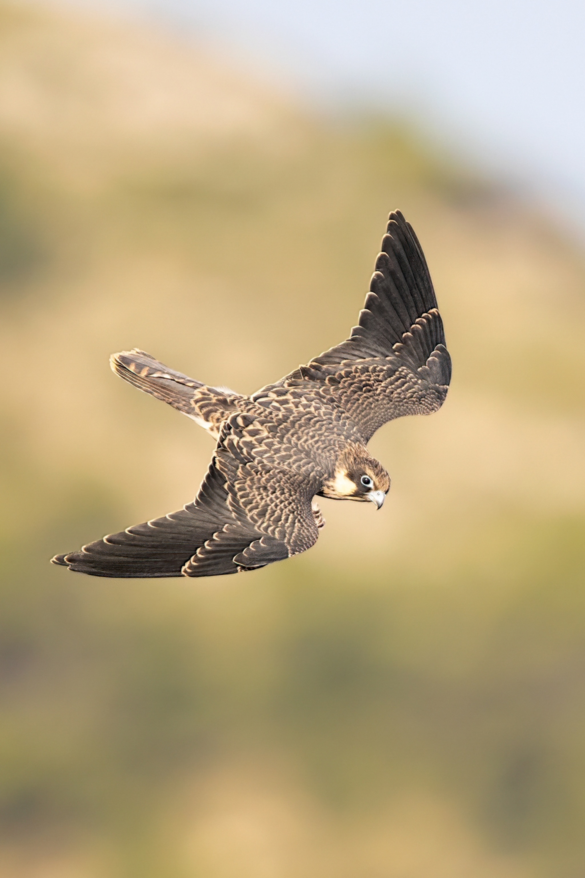 A falcon captured mid-flight.
