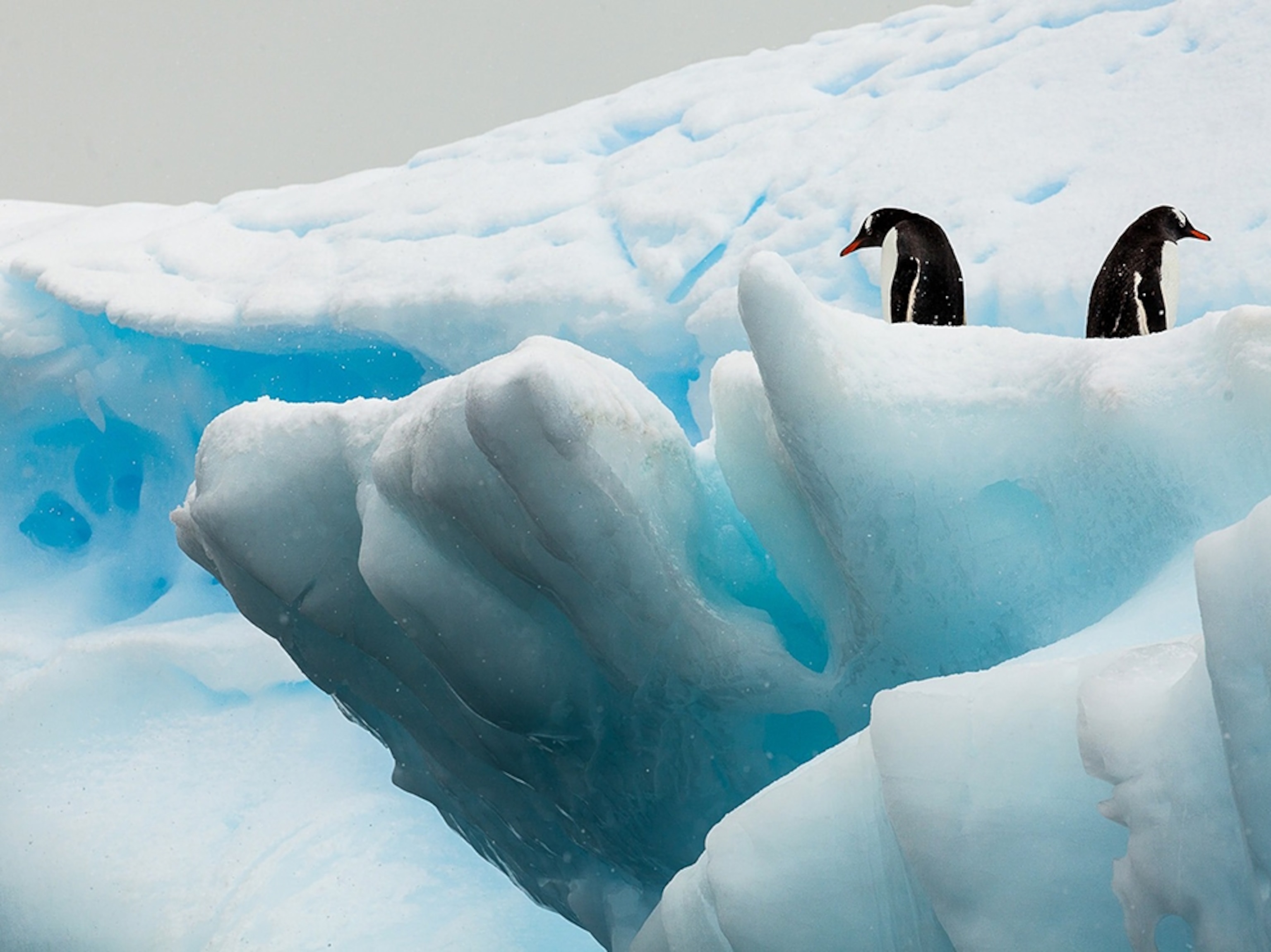 two penguins on a glacier in Antarctica