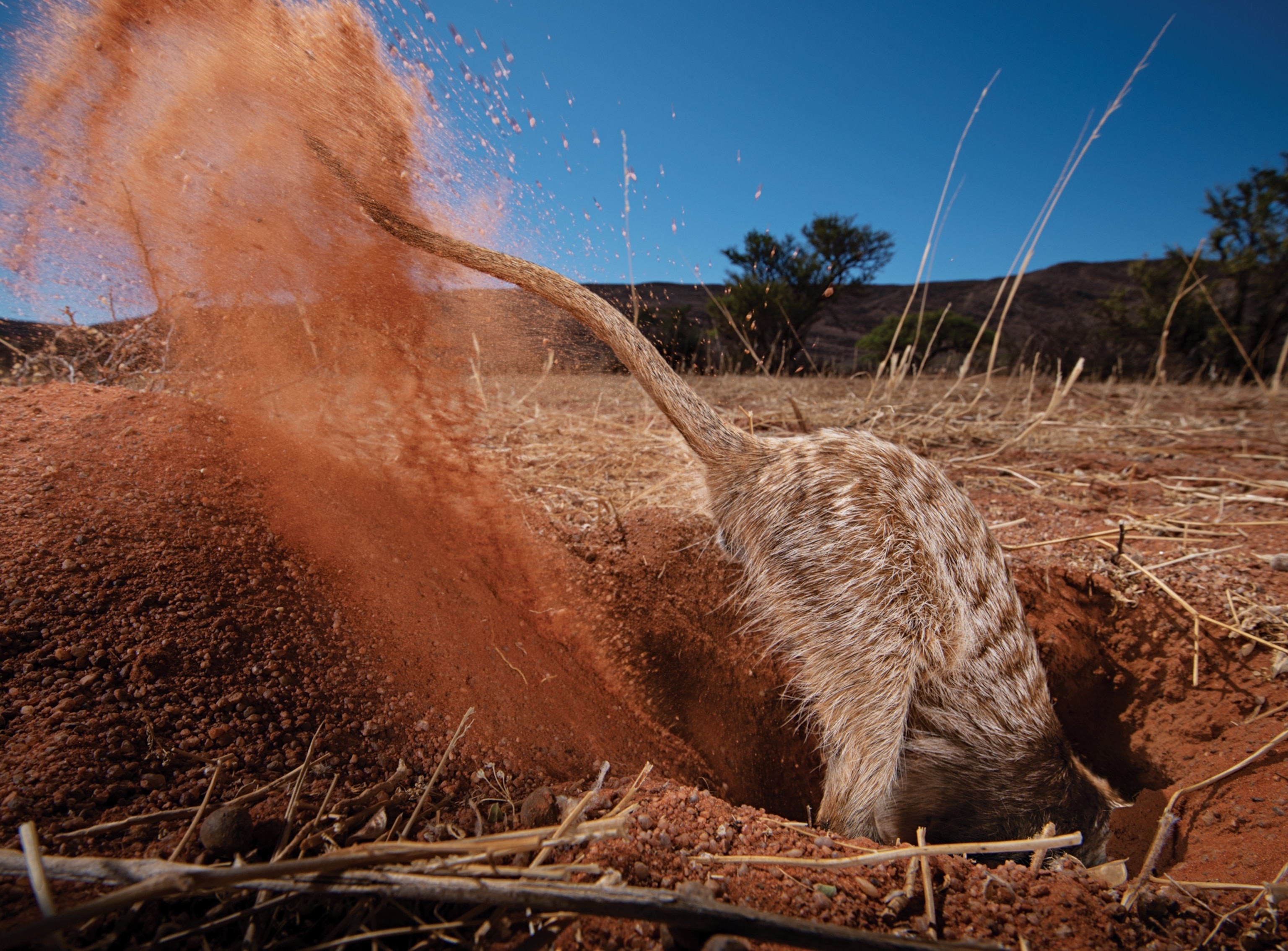 Tail and bottom part of a meerkat digging deep into the red Kalahari soil.