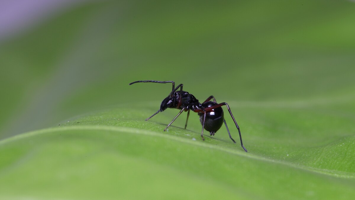 Do Cockroaches Nurse Their Young? - Pest Pointer