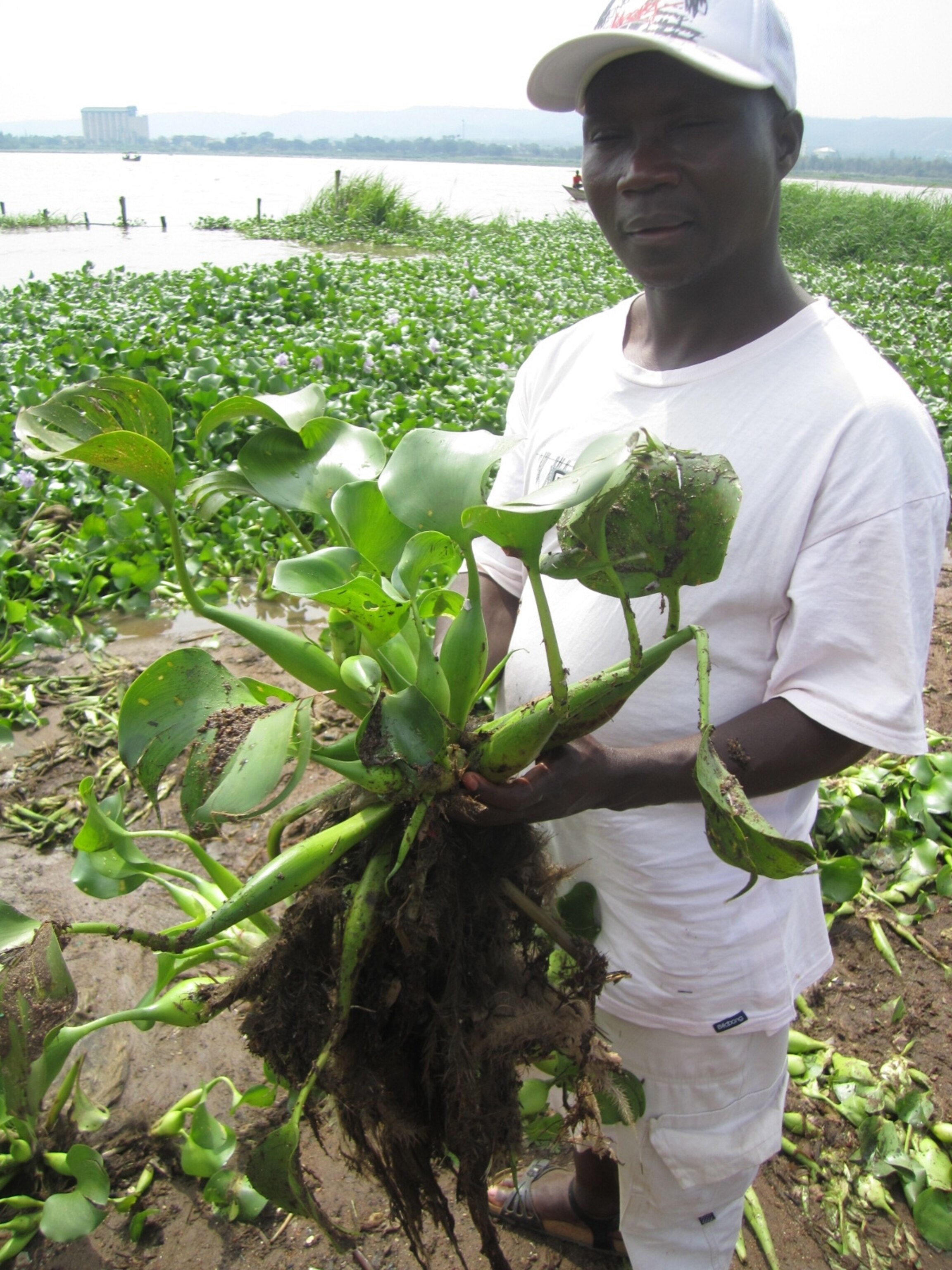 man holds water hyacinth in Kenya