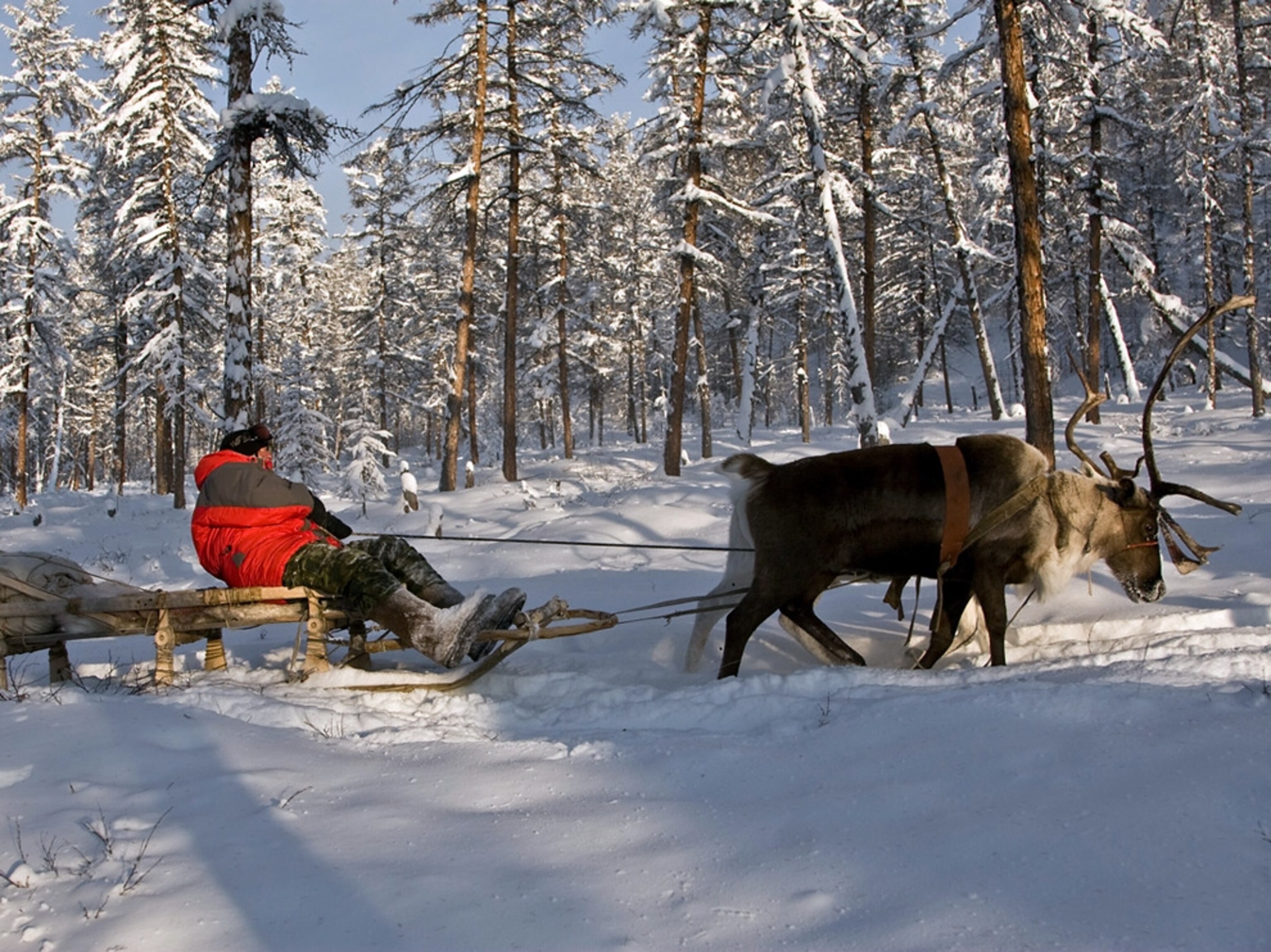 Reindeer sled