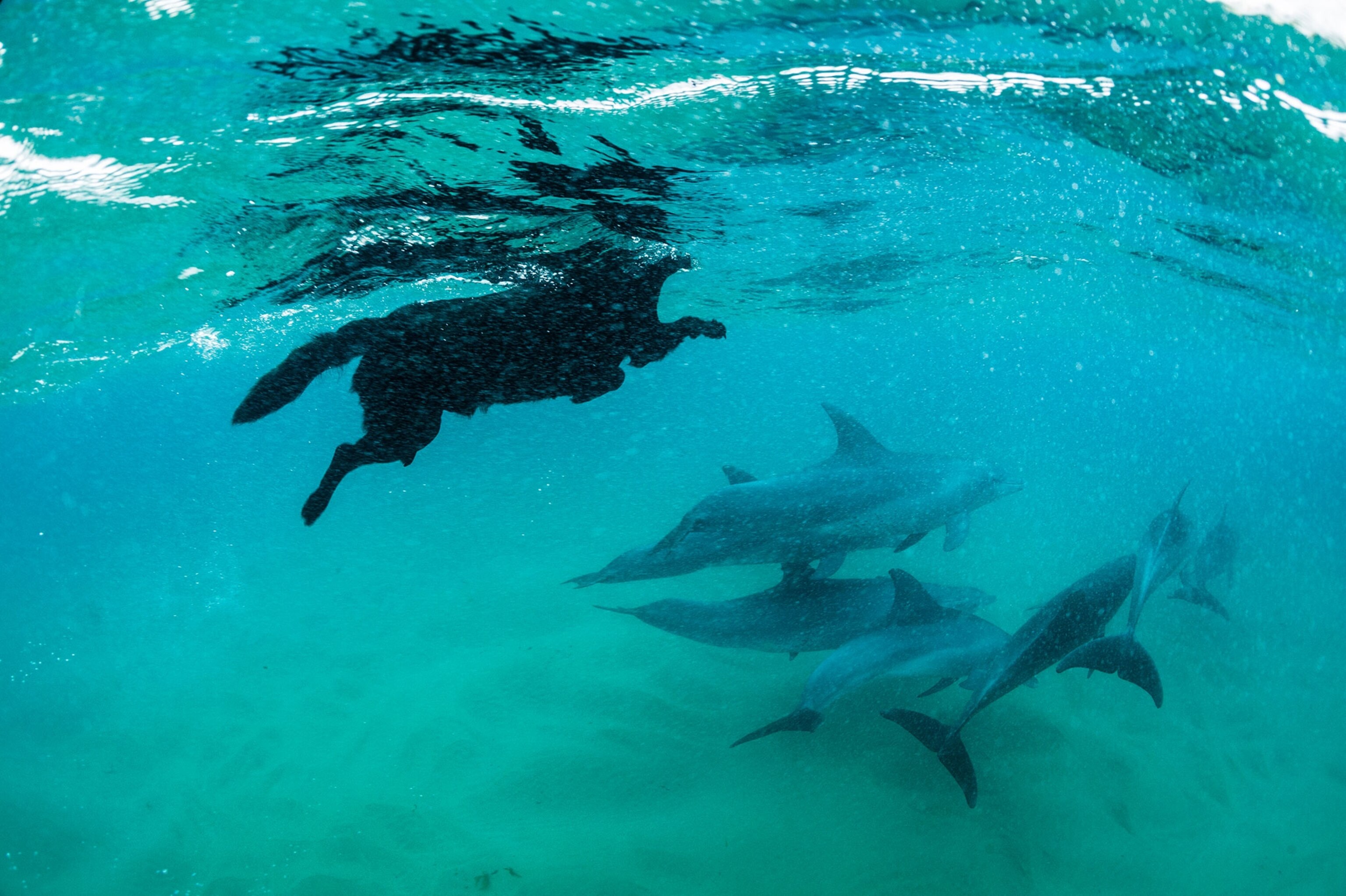 a dog swimming with dolphins