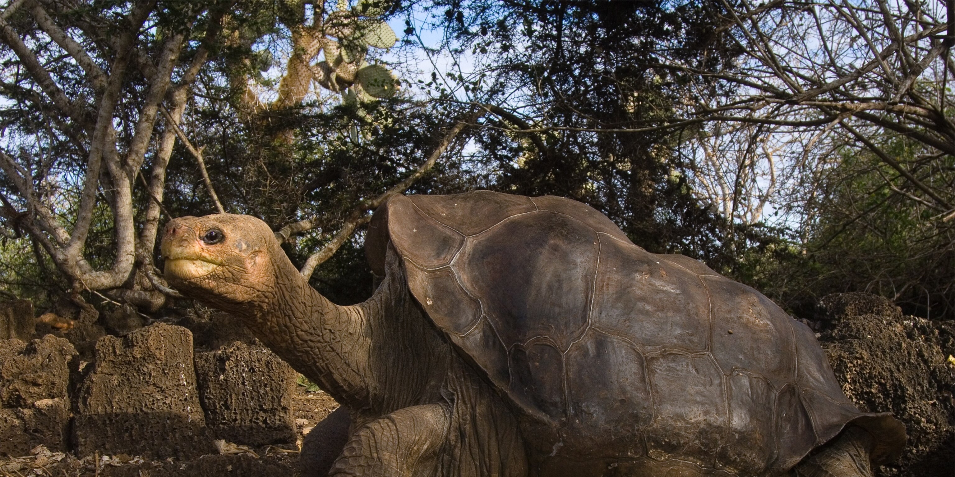lonesome george last of his kind dies in galapagos lonesome george last of his kind dies in galapagos