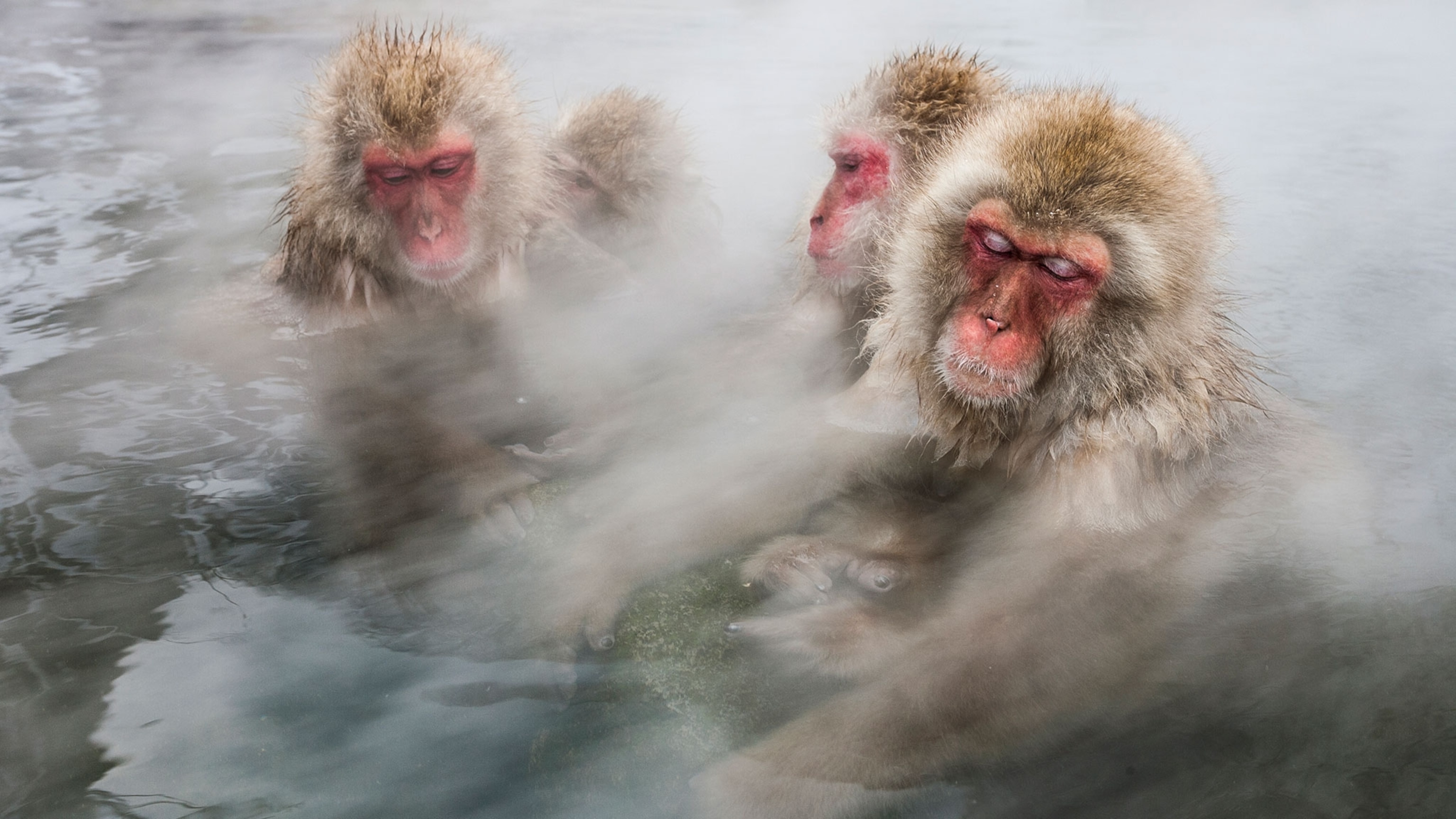 Nice Shot! Snow Monkeys Take a Hot Bath | National Geographic