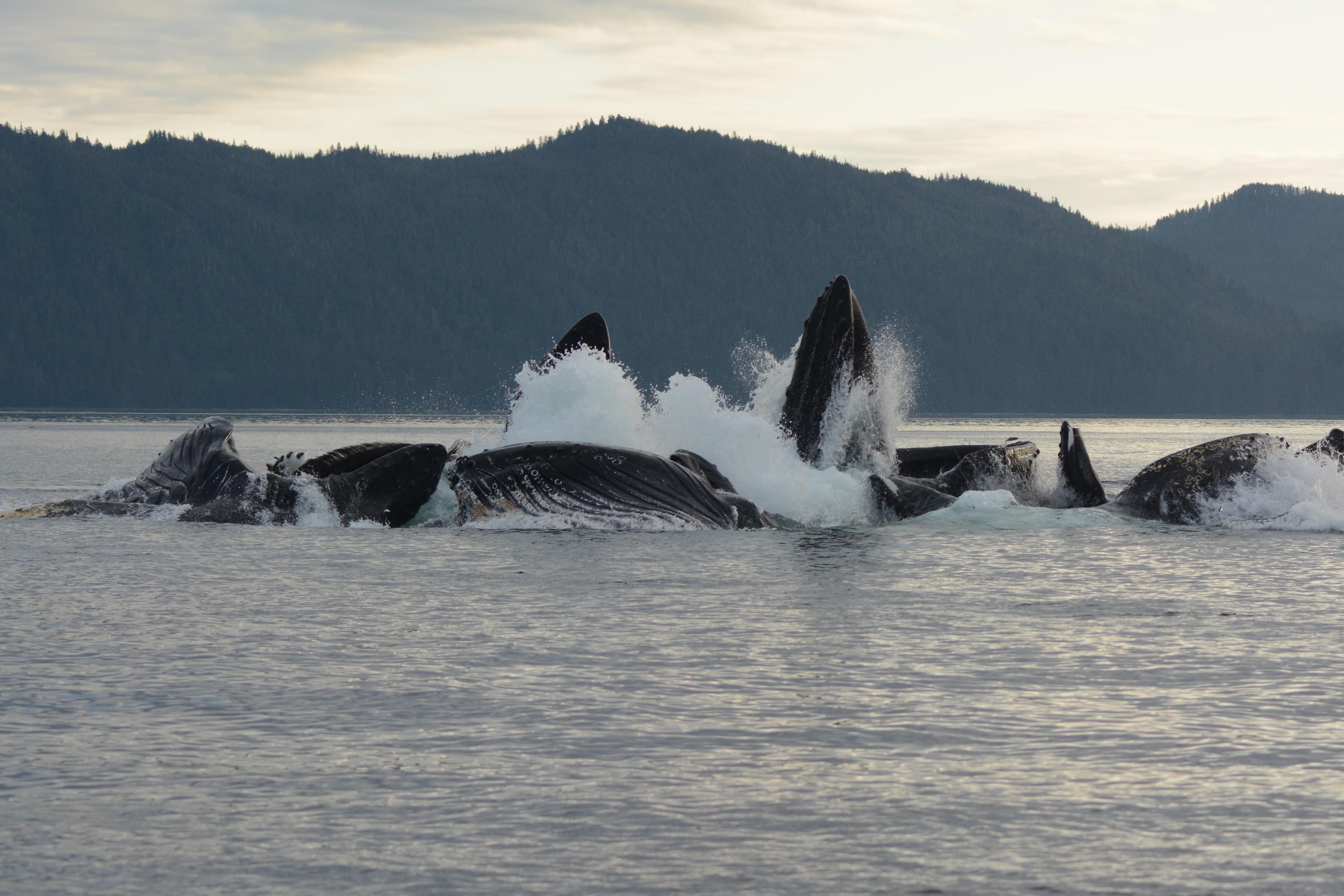 A large group of humpback whales breaks the surface while using bubble-nets to feed on herring.