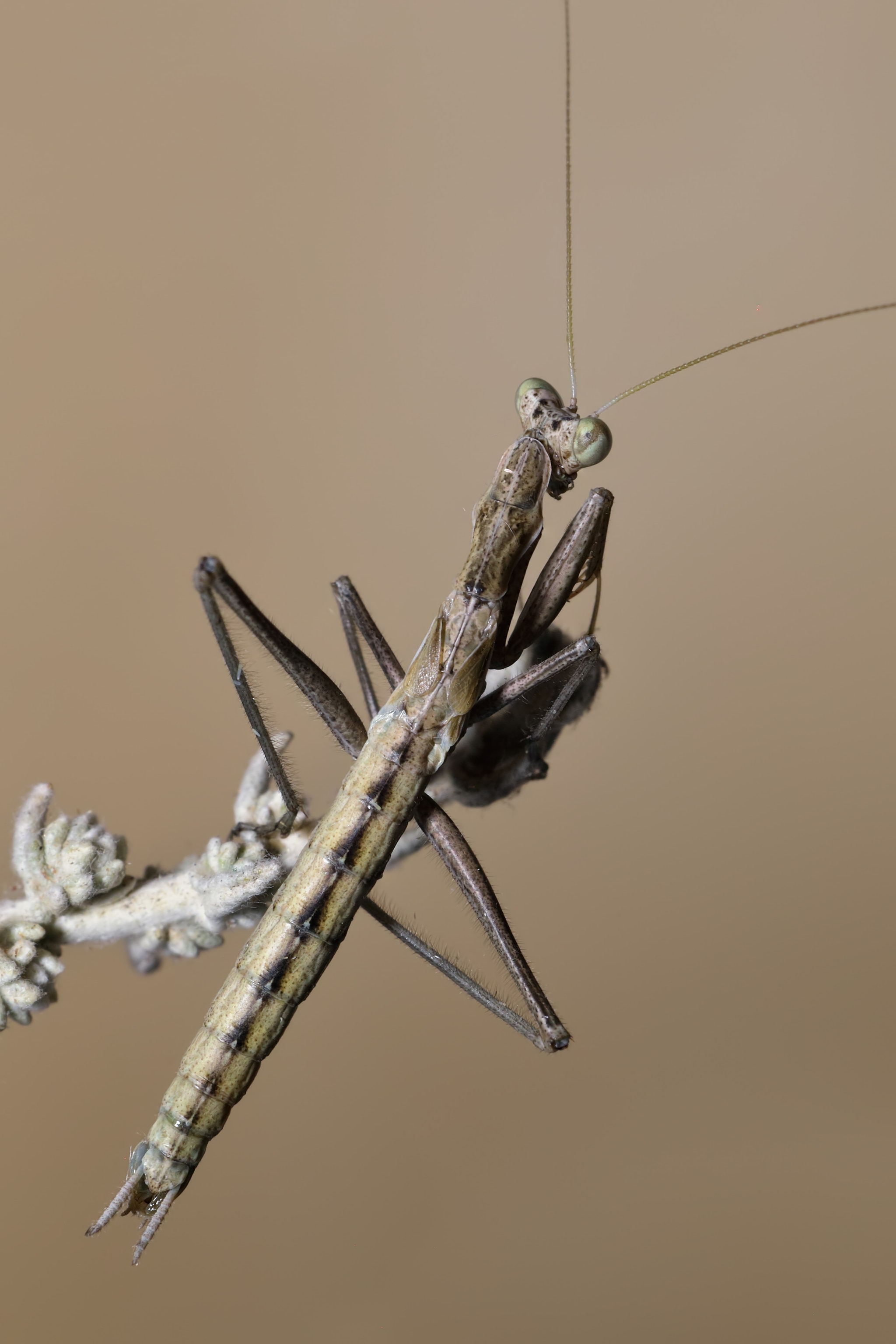 A full body photo of a mantis on a brown background.