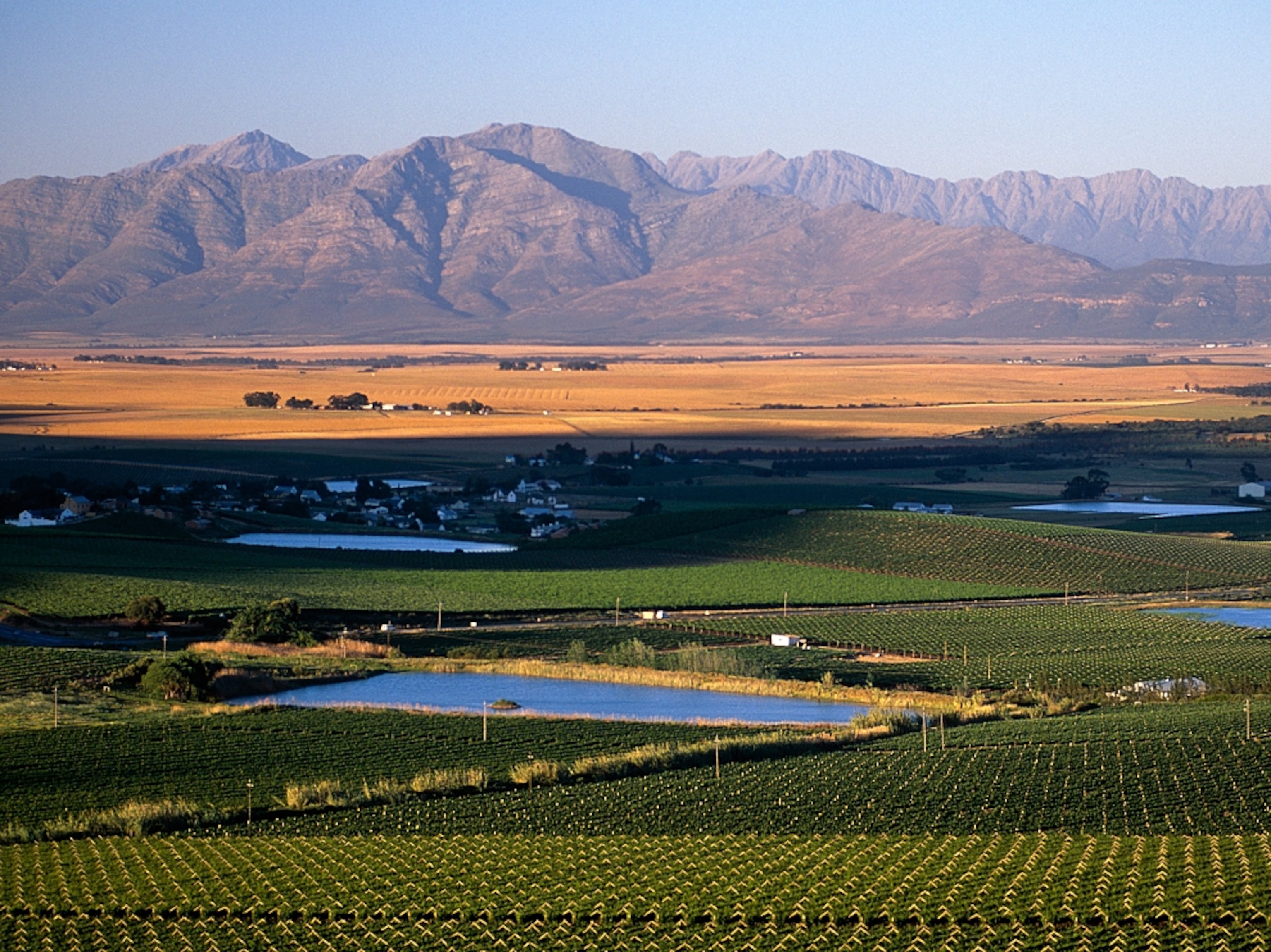 the vineyards at Riebeek Kasteel, Swartland, South Africa