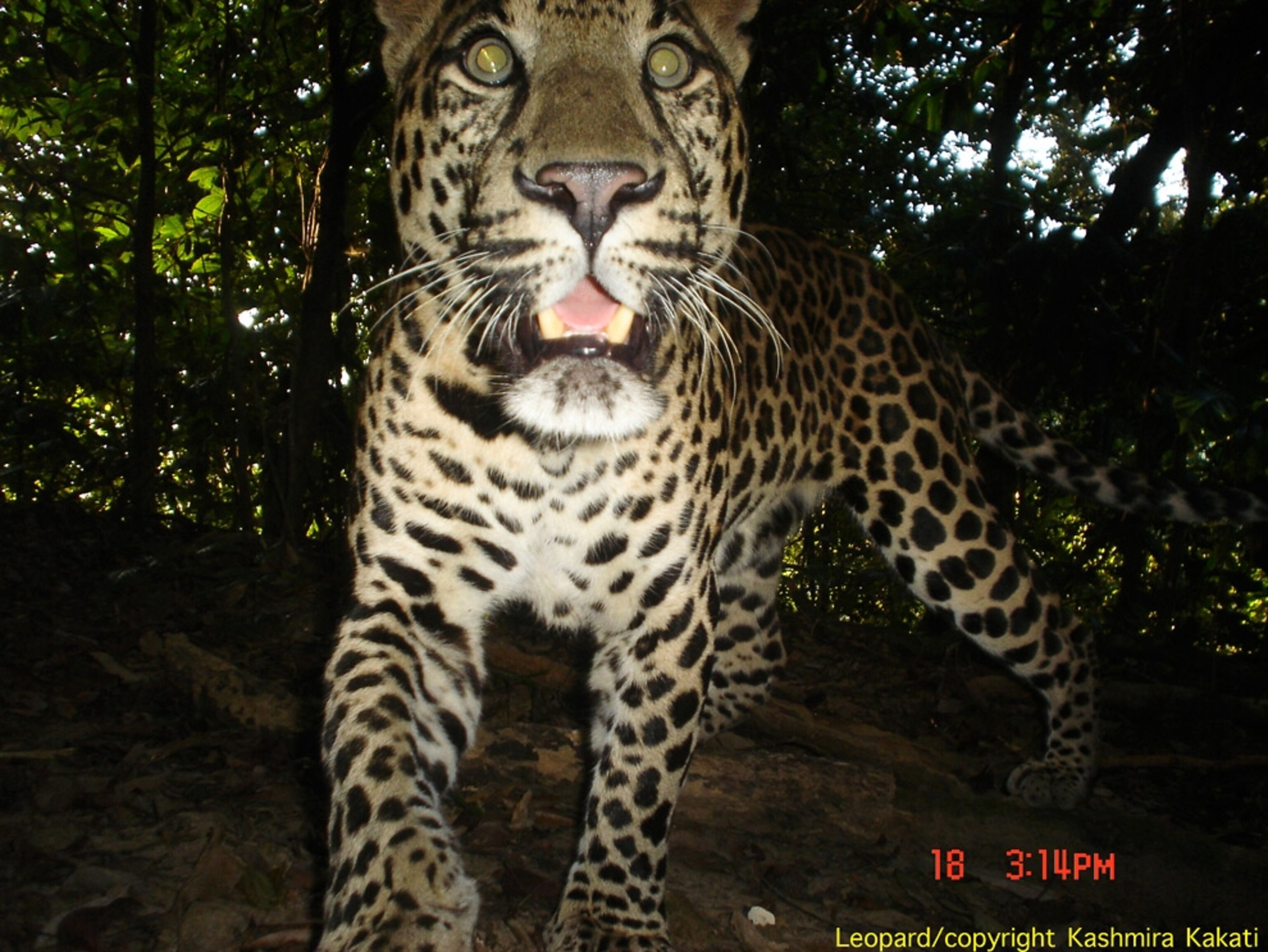 Picture of leopard in India rain forest
