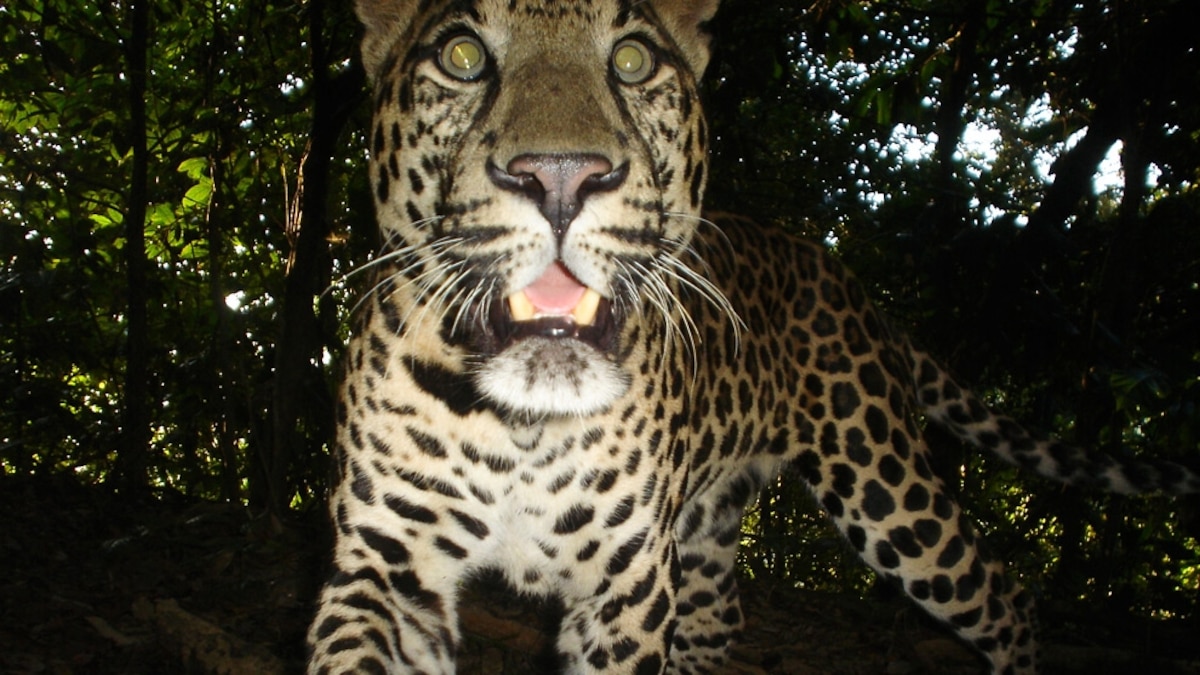 Pictures 7 Cat Species Found in 1 Forest—A Record