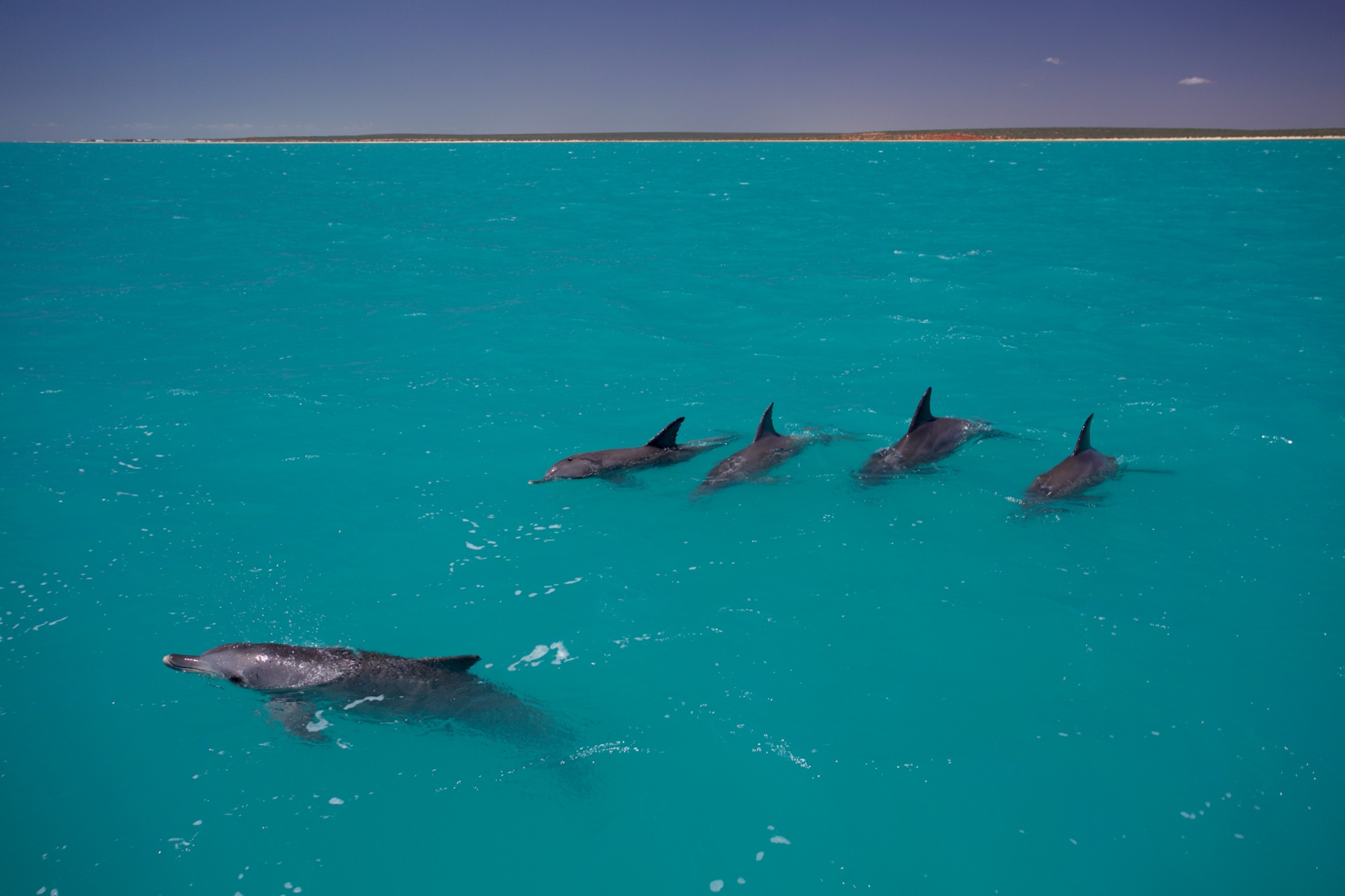 Five dolphins swim together in bright blue ocean water.