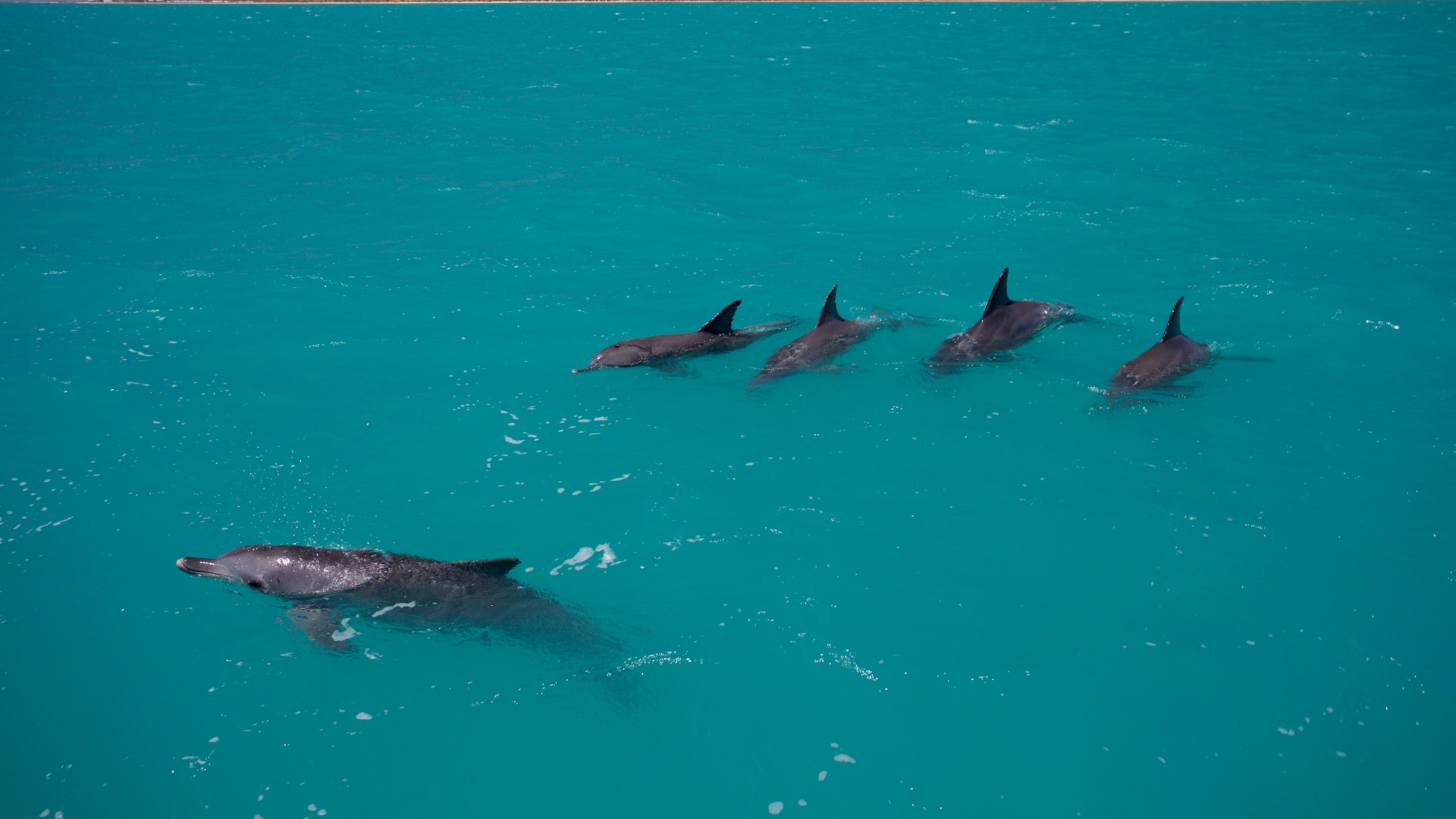 How female dolphins know which males to avoid