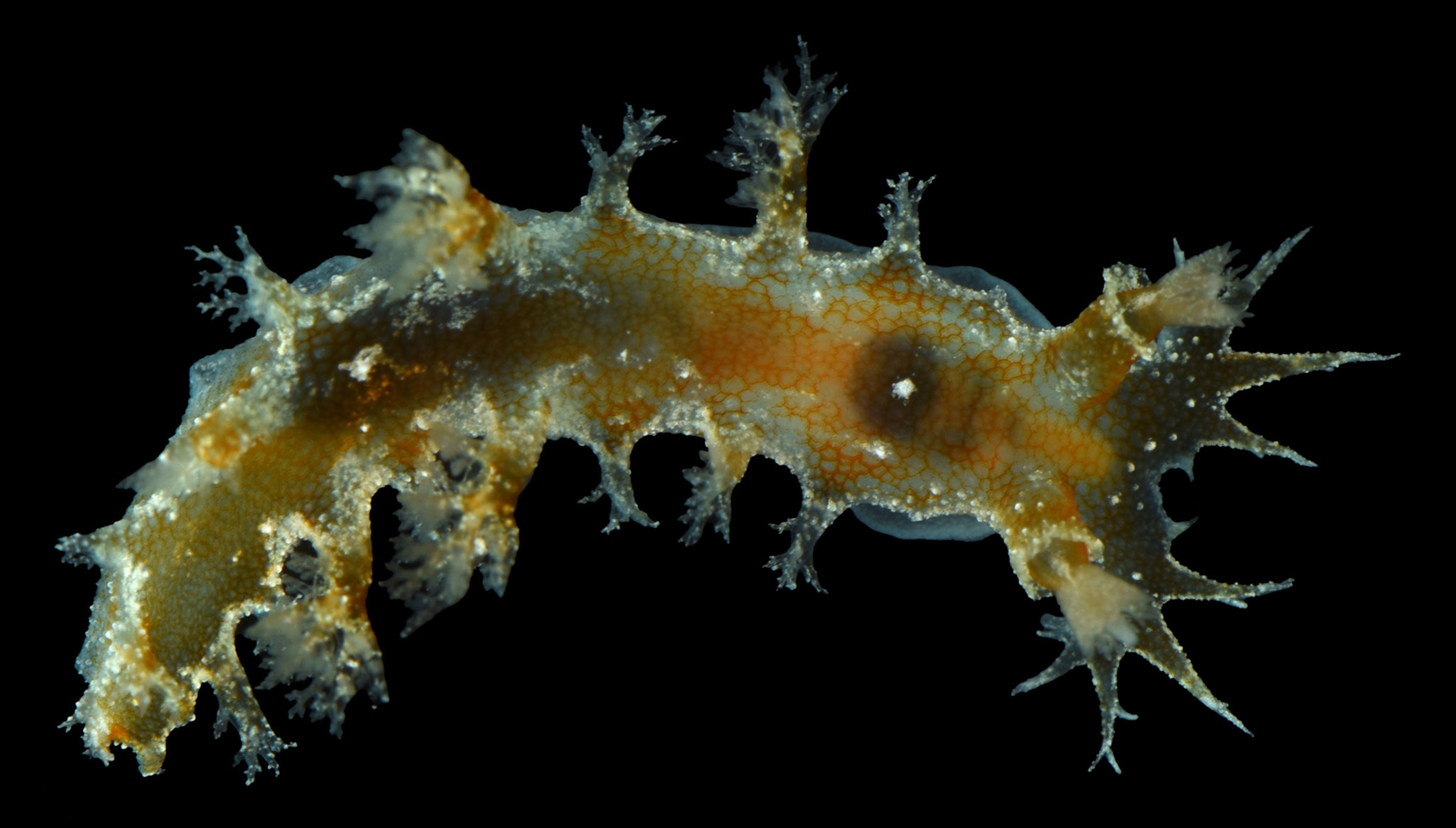 A small oblong creature with tendrils on a black background.