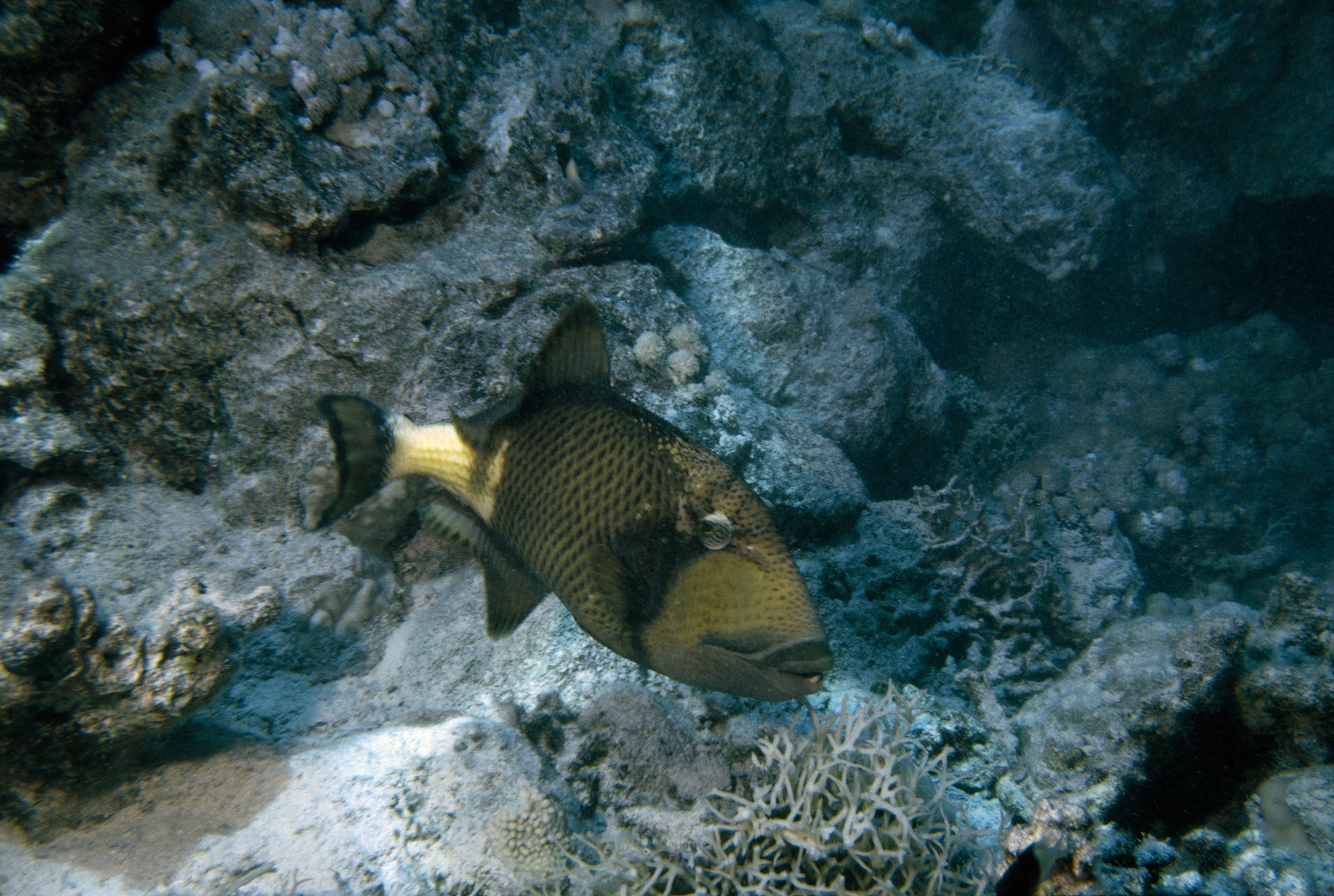 A triggerfish hovers over a coral reef.
