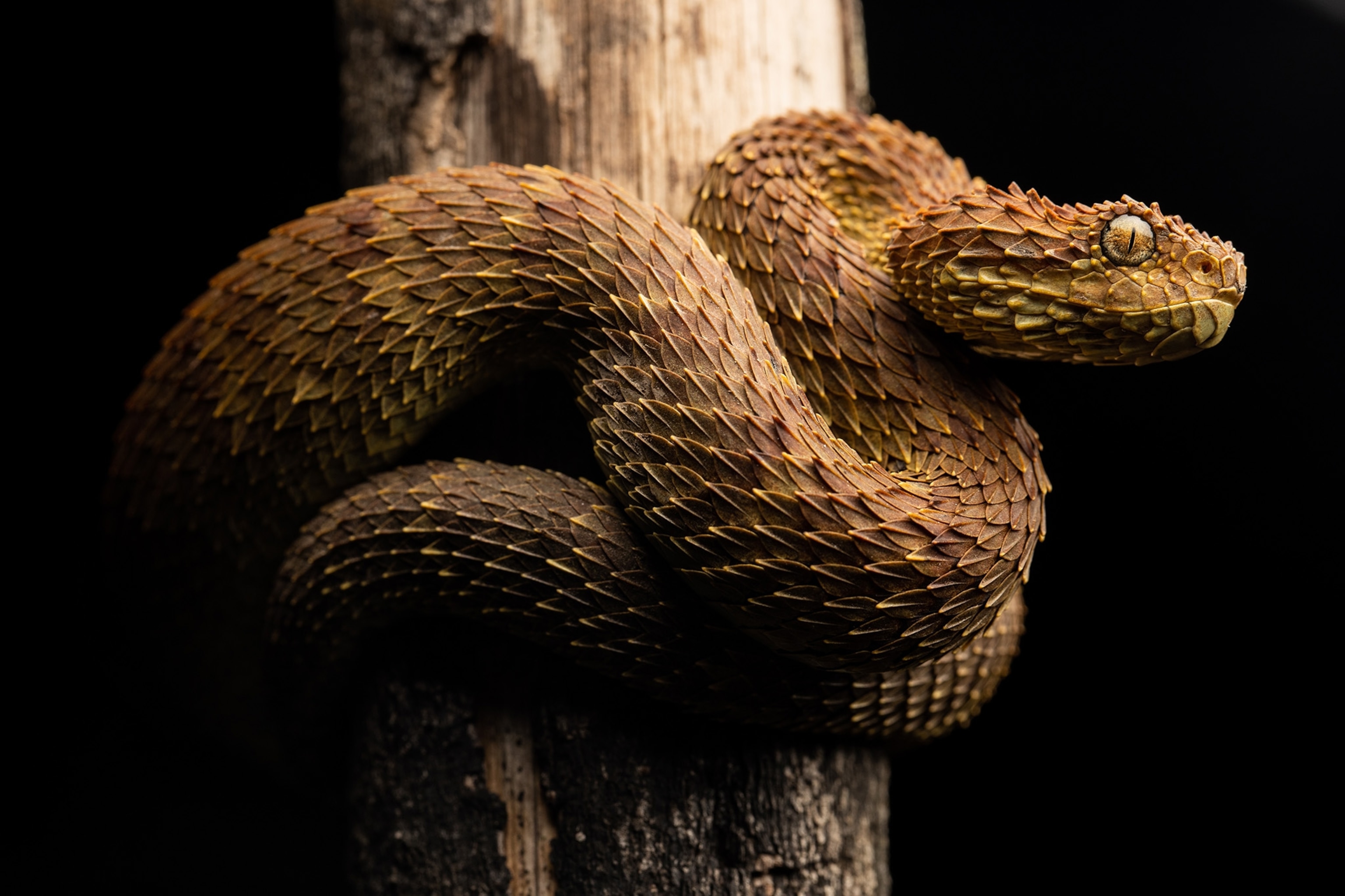Close up of a brown, scaly snake coiled up on a tree branch.